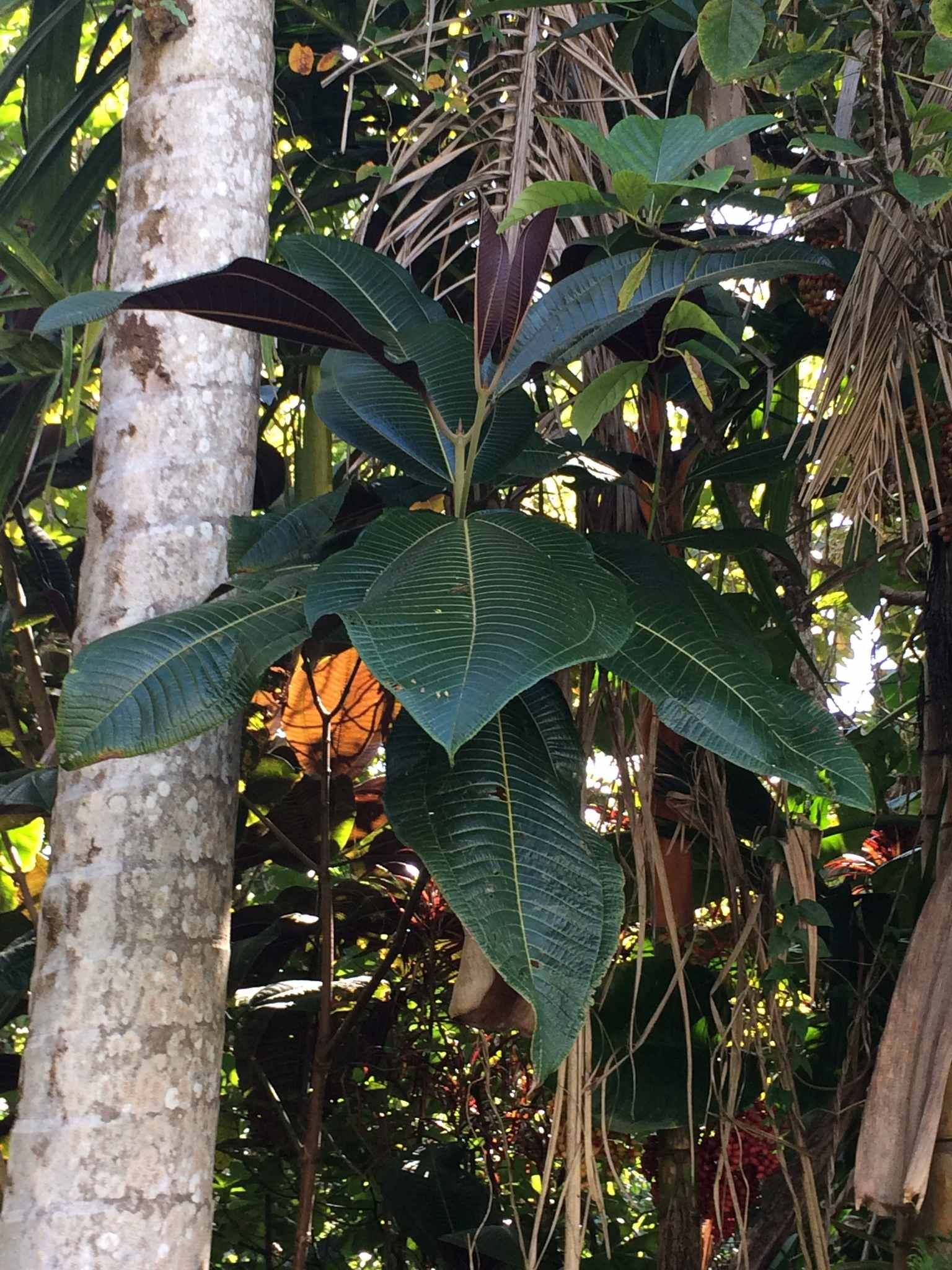 Miconia calvescens