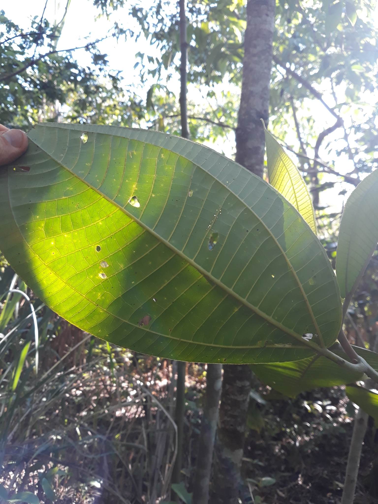 Miconia calvescens