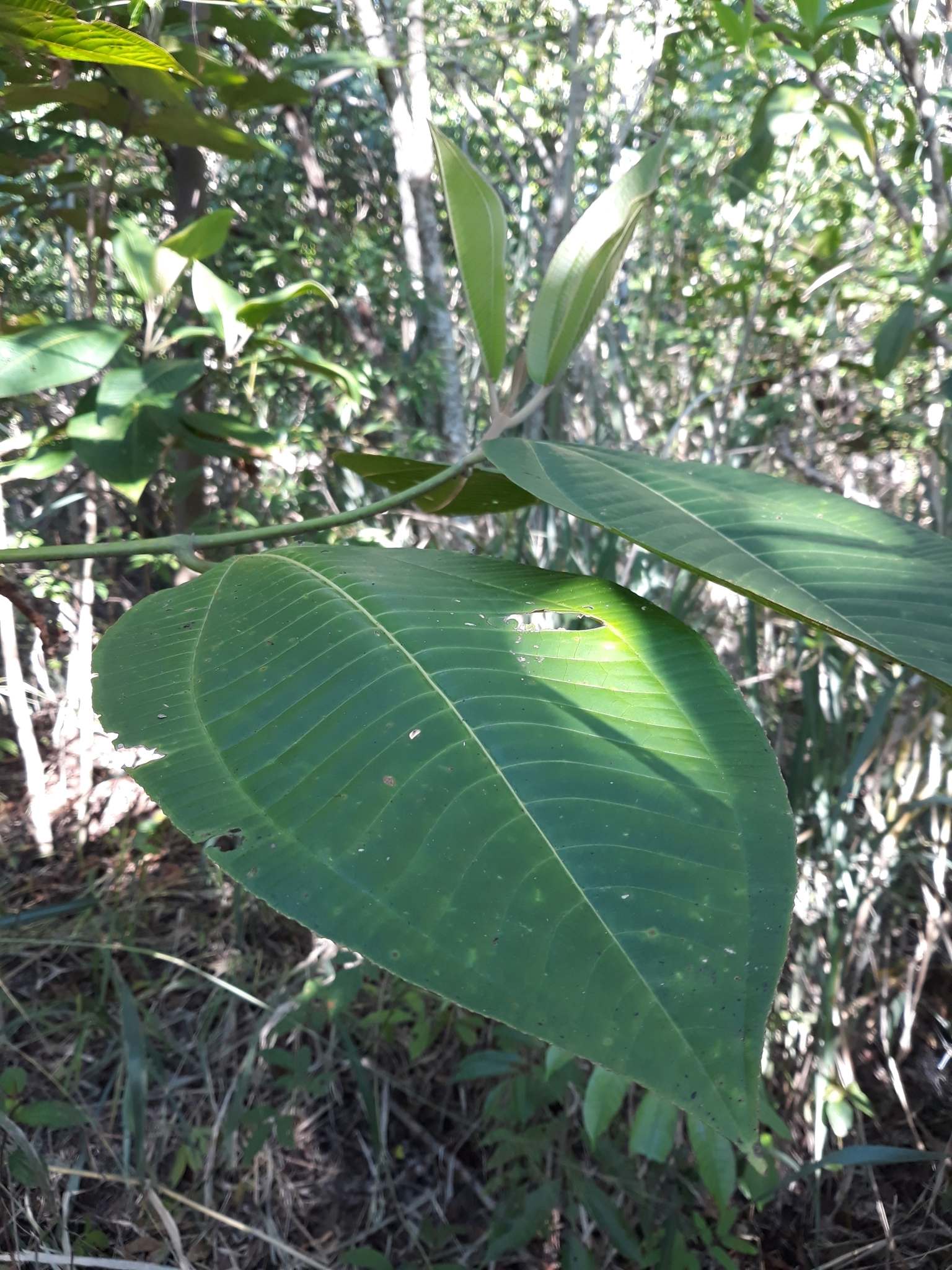 Miconia calvescens