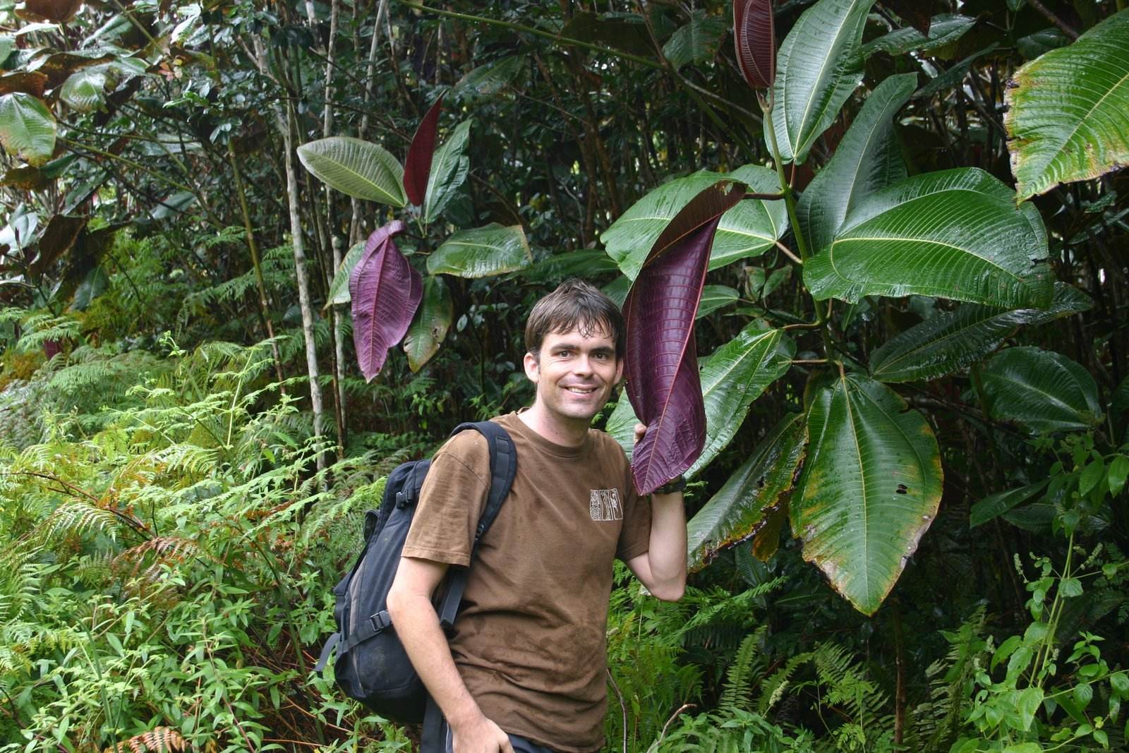 Miconia calvescens
