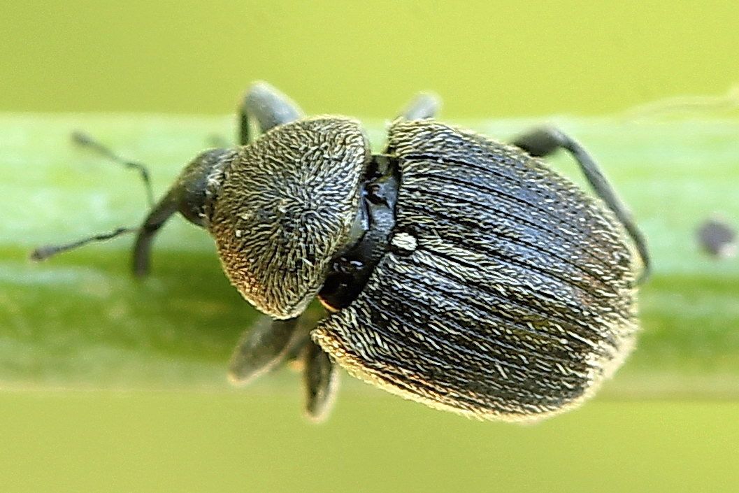 Cleopomiarus