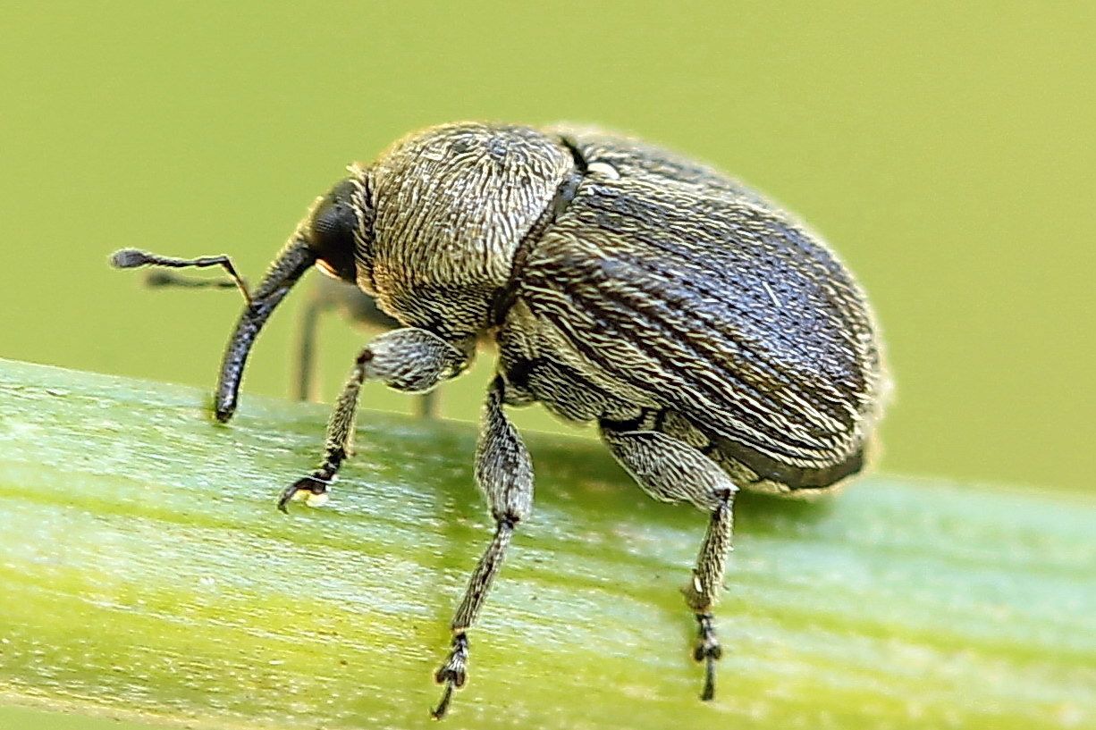 Cleopomiarus