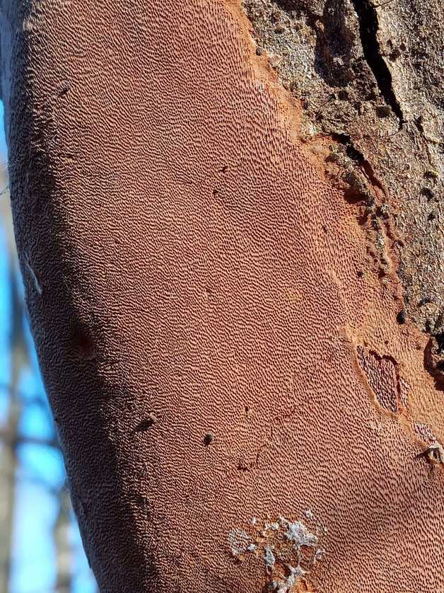 Phellinus punctatus