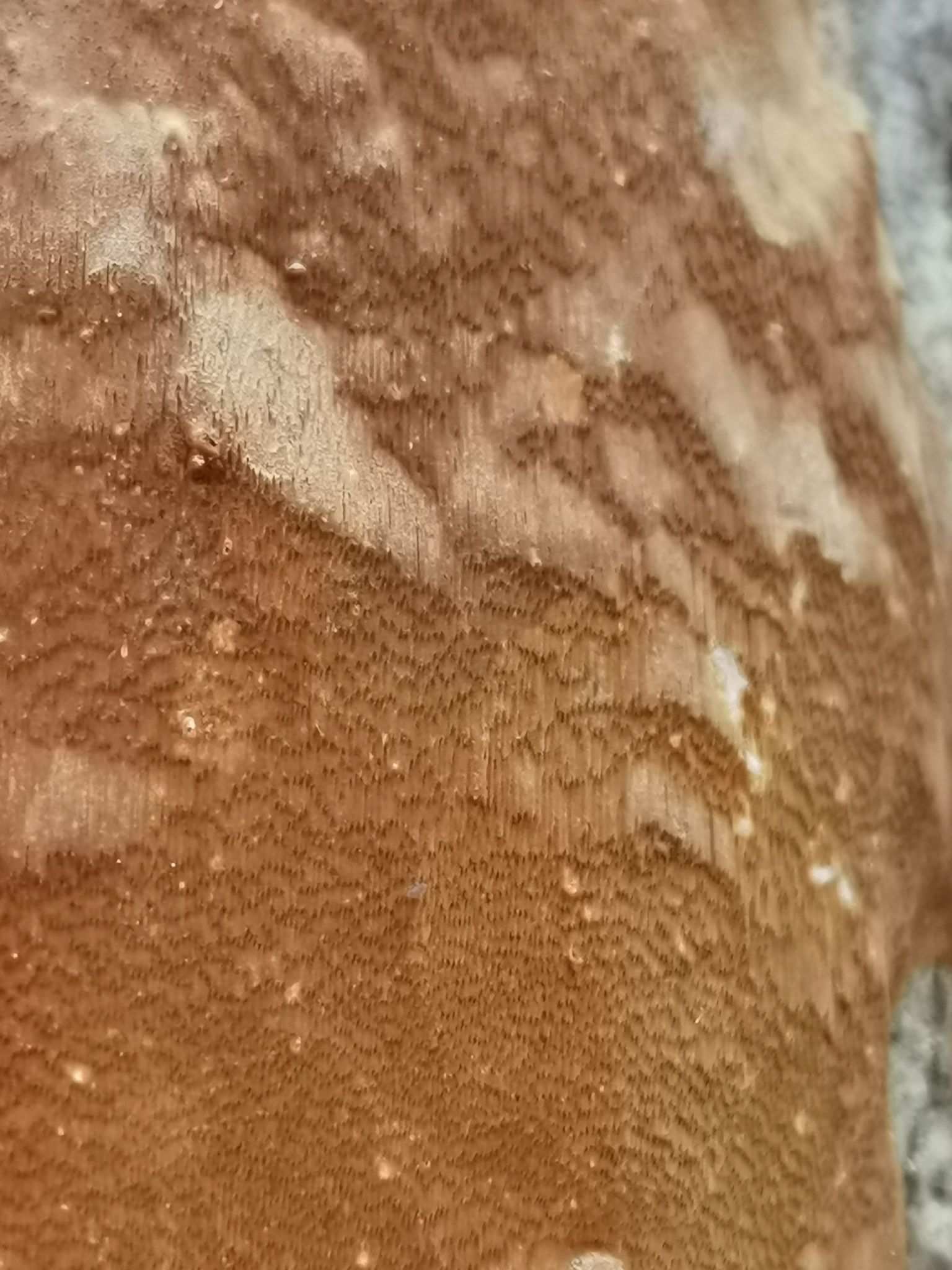 Phellinus punctatus