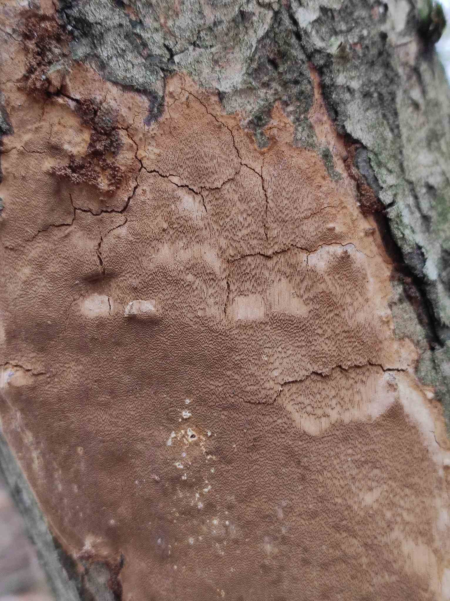 Phellinus punctatus