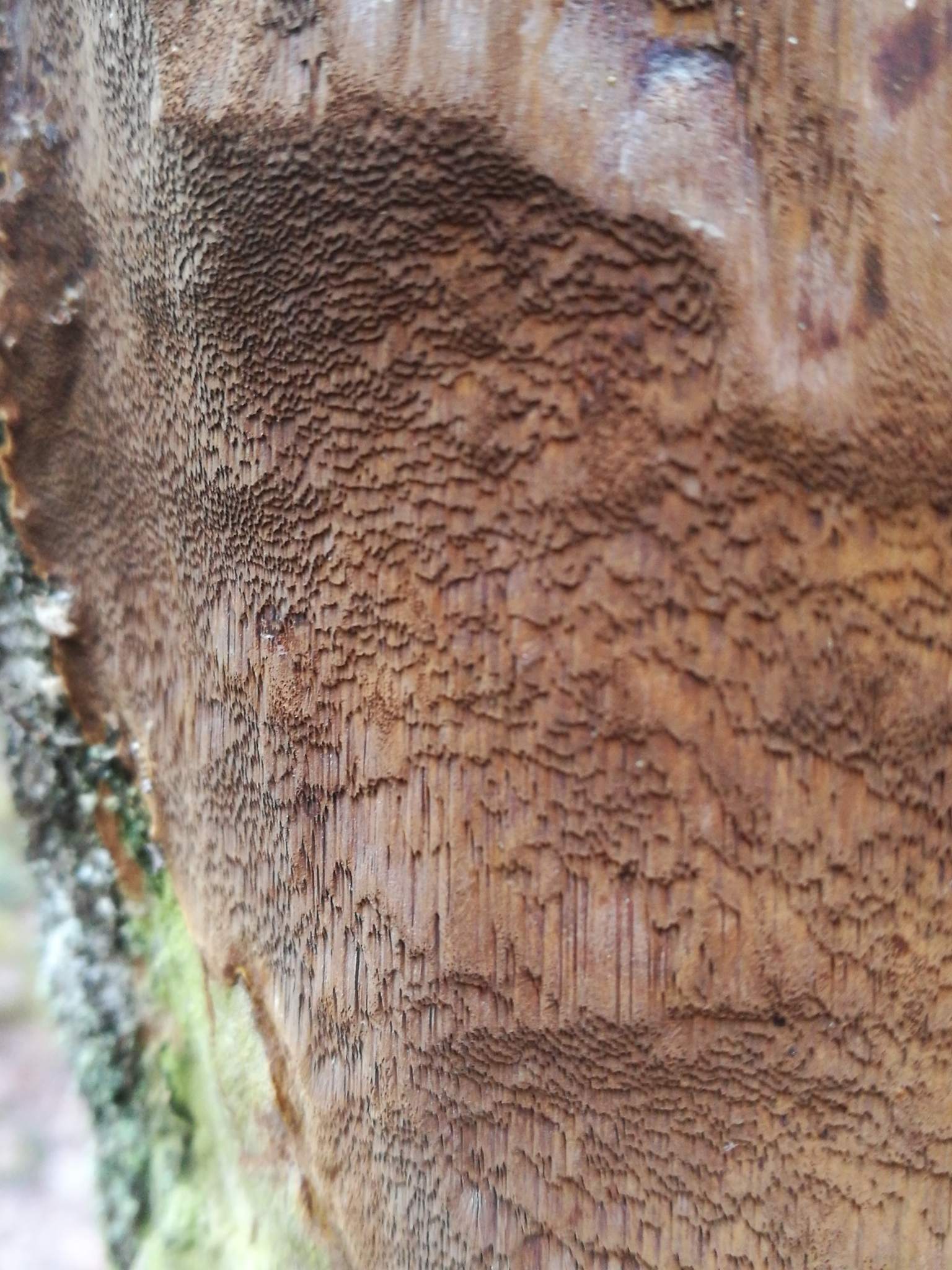 Phellinus punctatus