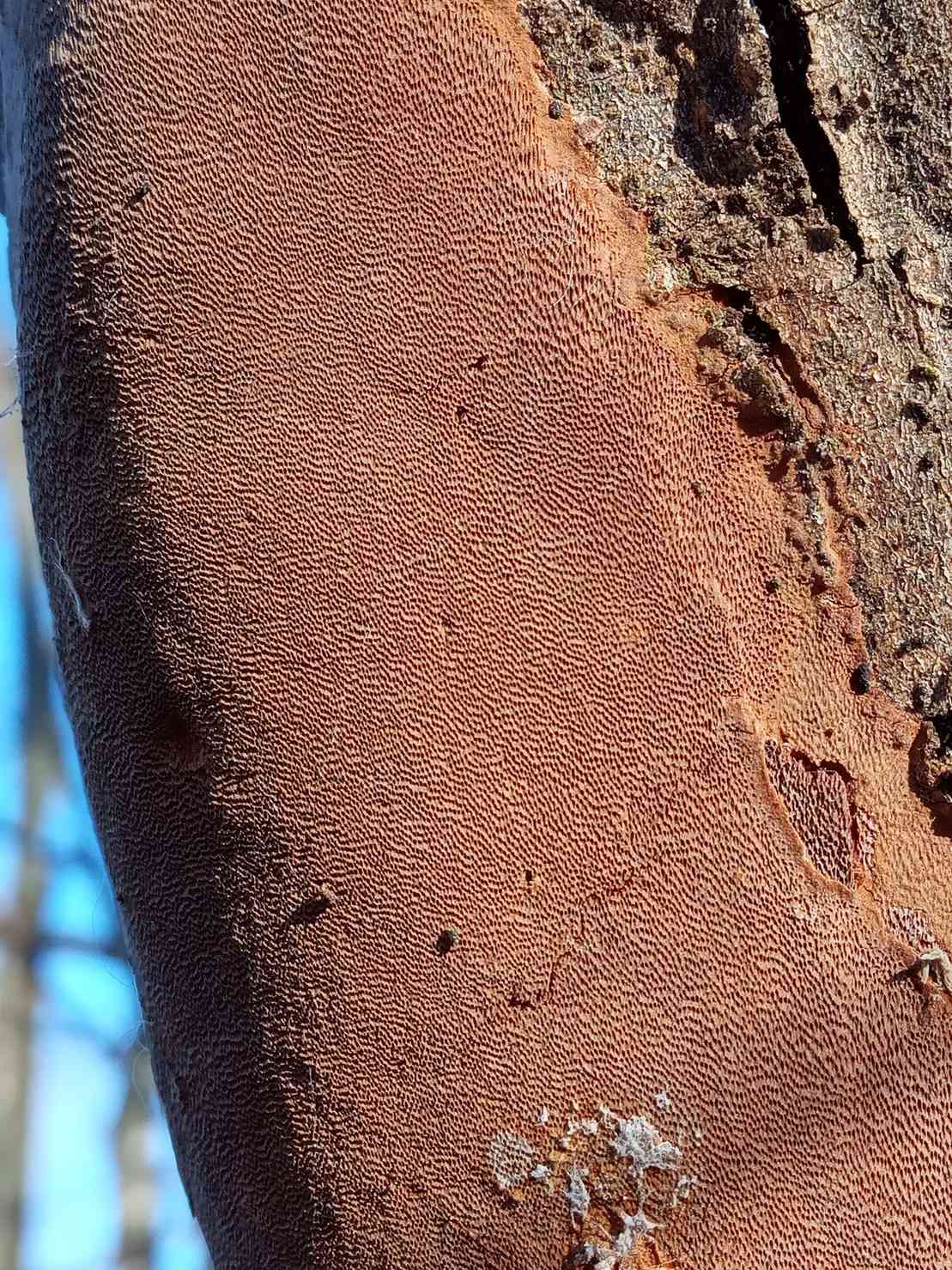 Phellinus punctatus