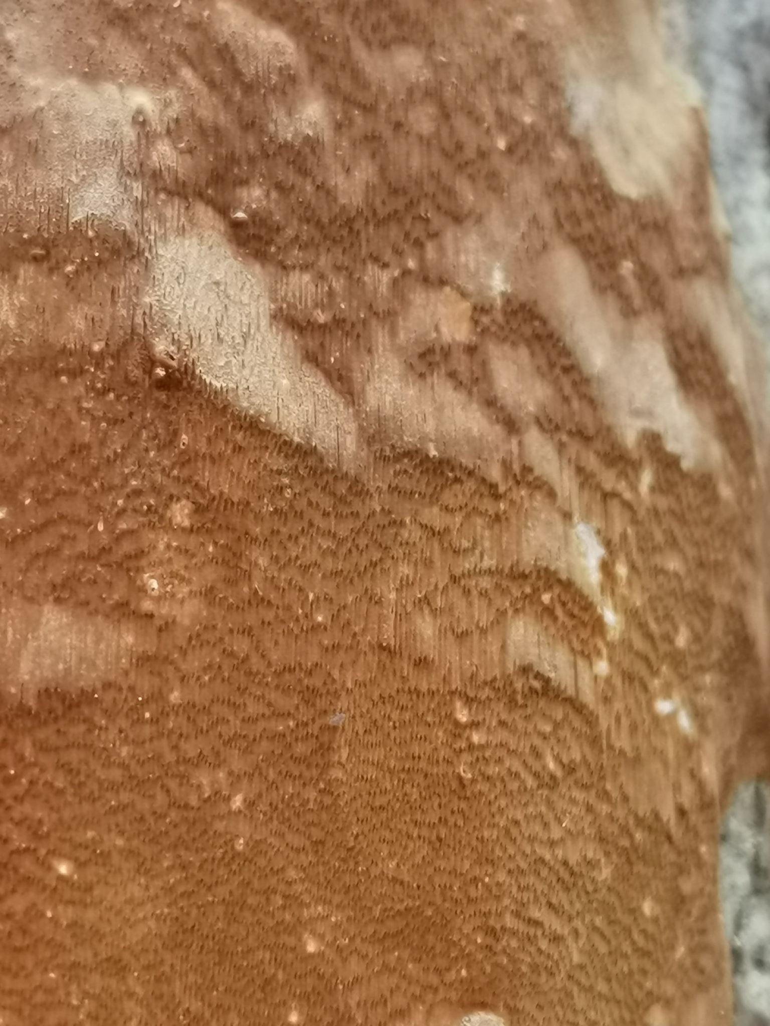 Phellinus punctatus