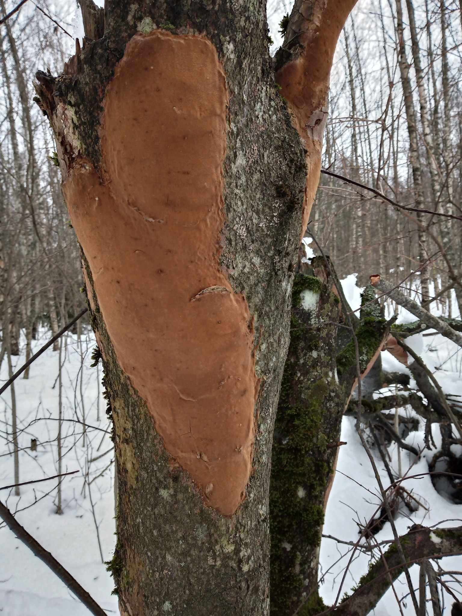 Phellinus punctatus