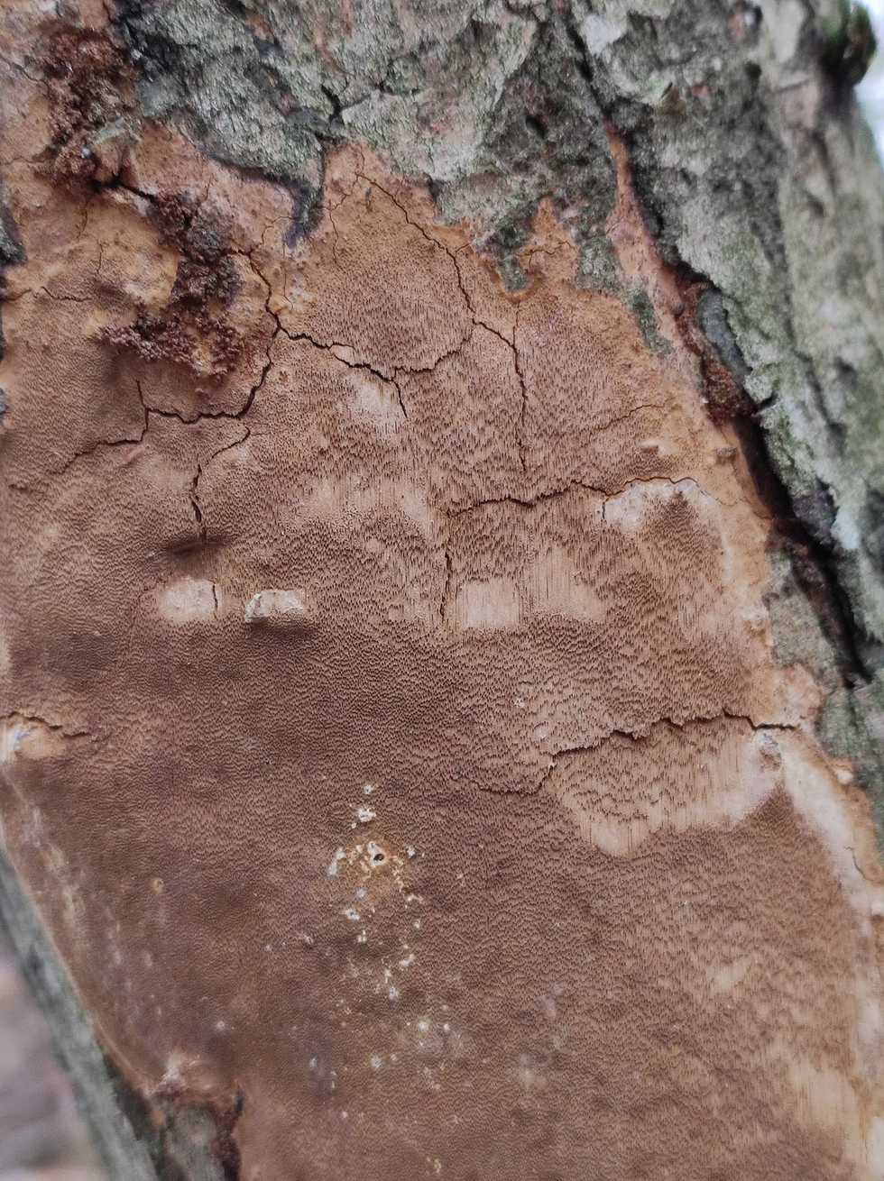 Phellinus punctatus