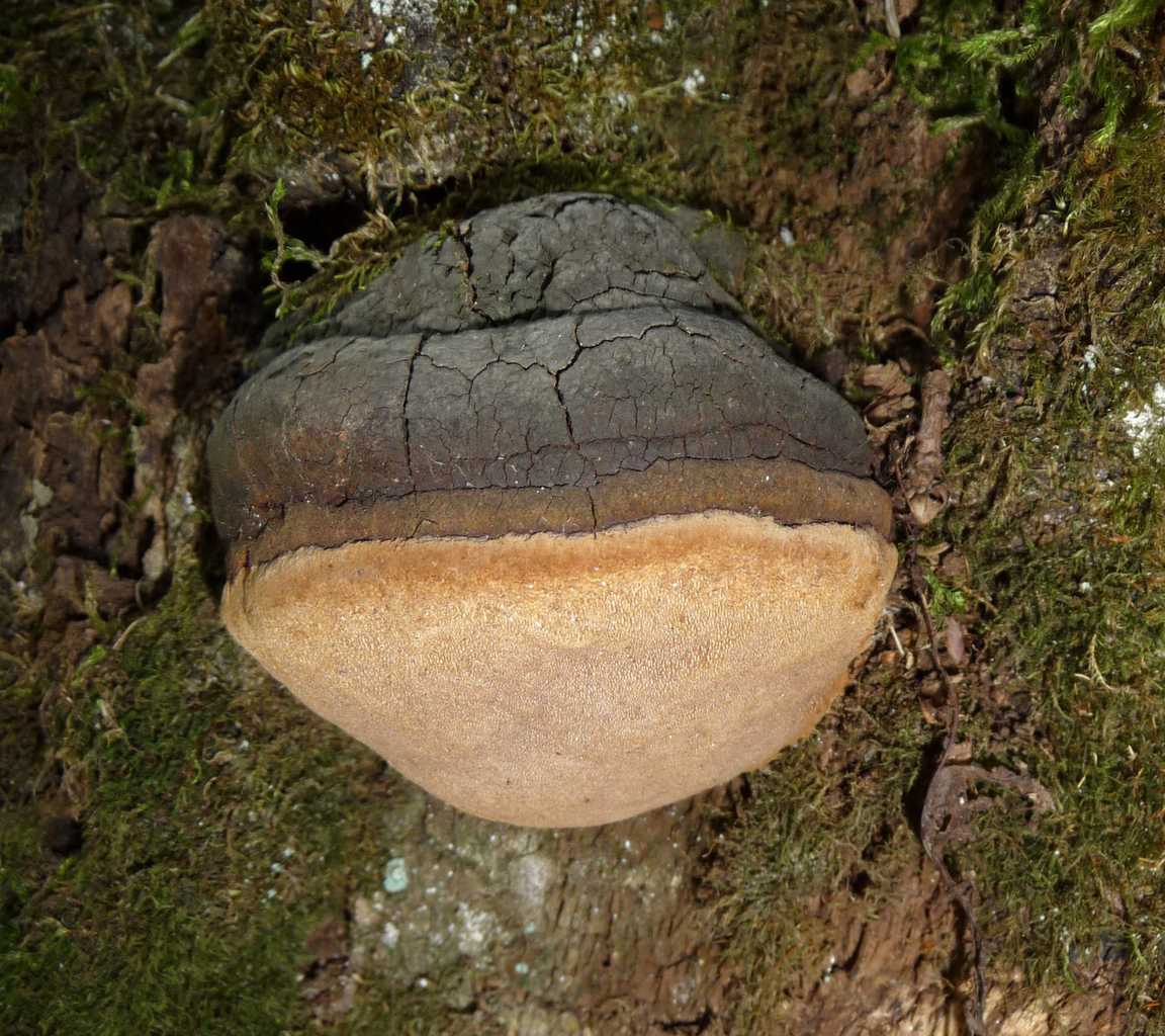 Phellinus punctatus
