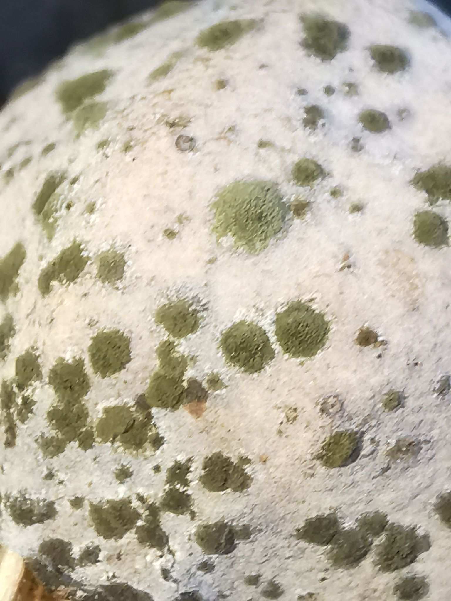 Cladosporium herbarum