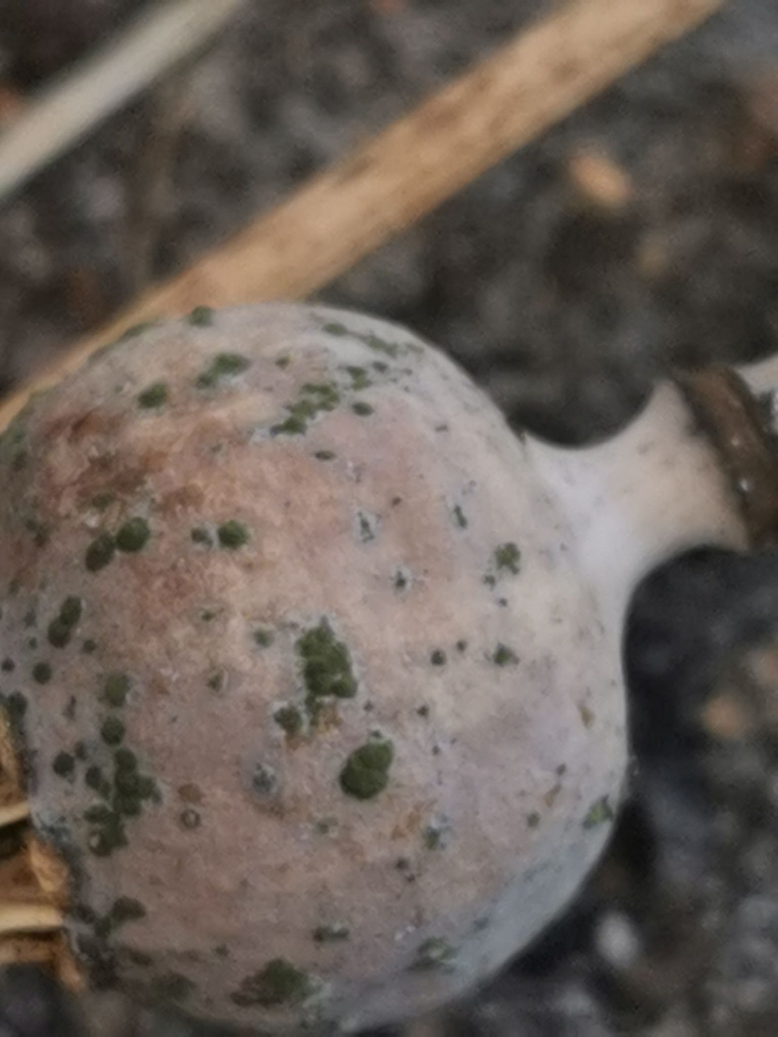 Cladosporium herbarum