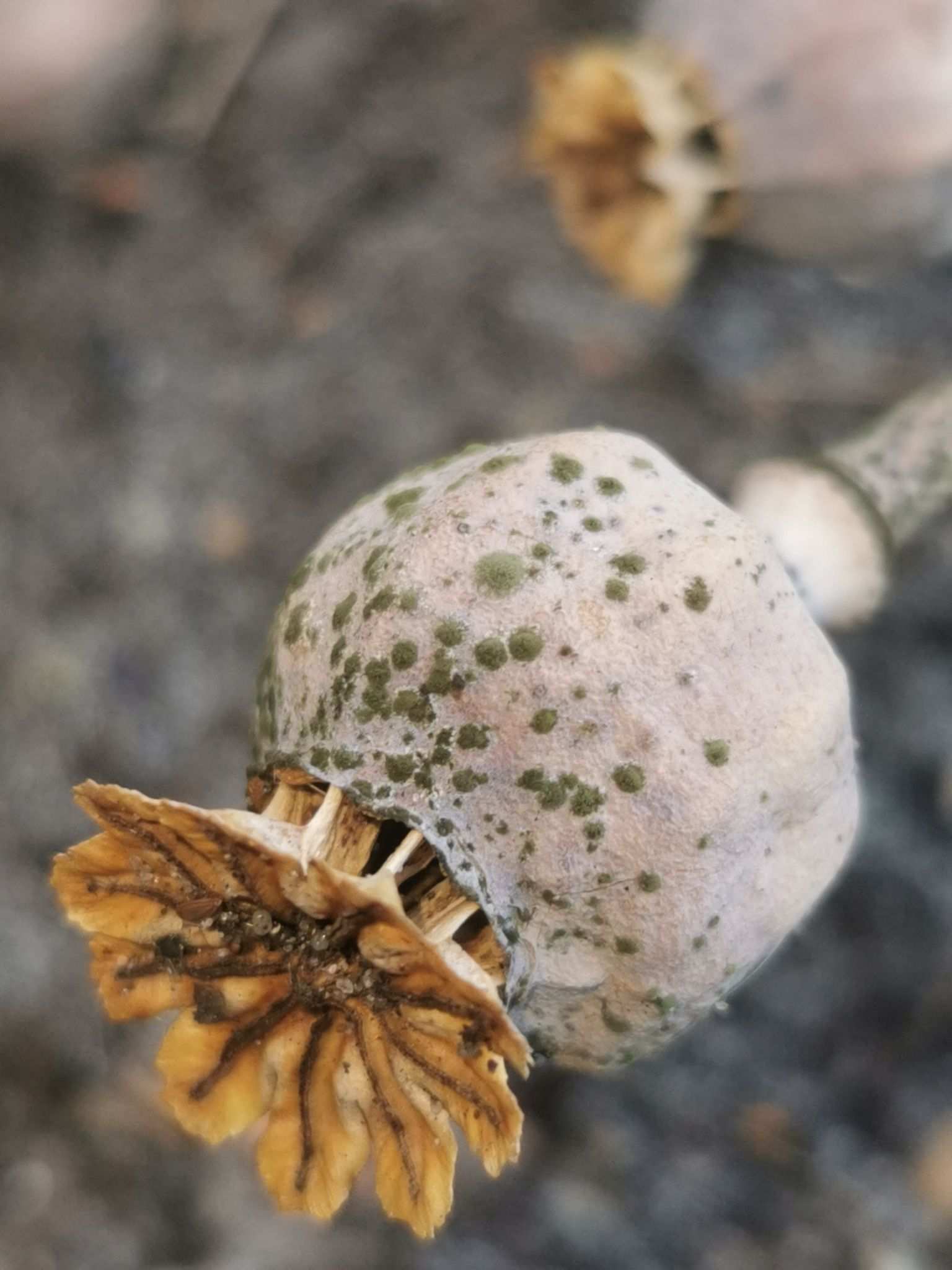Cladosporium herbarum