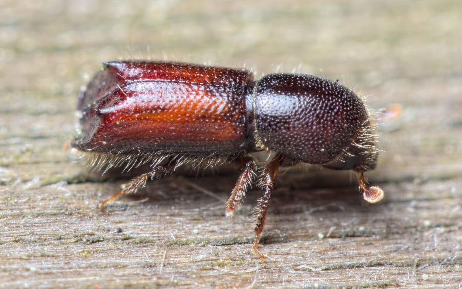 Xylocleptes