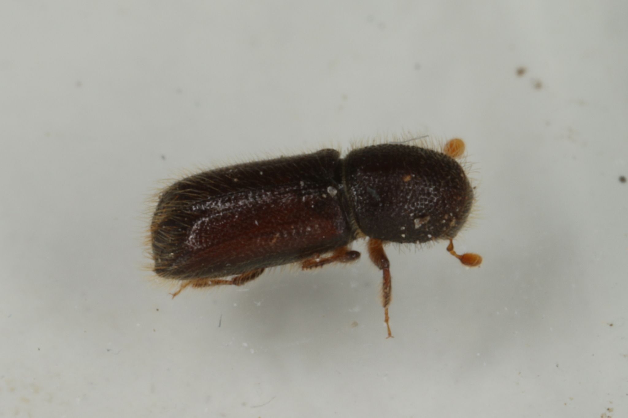 Xylocleptes