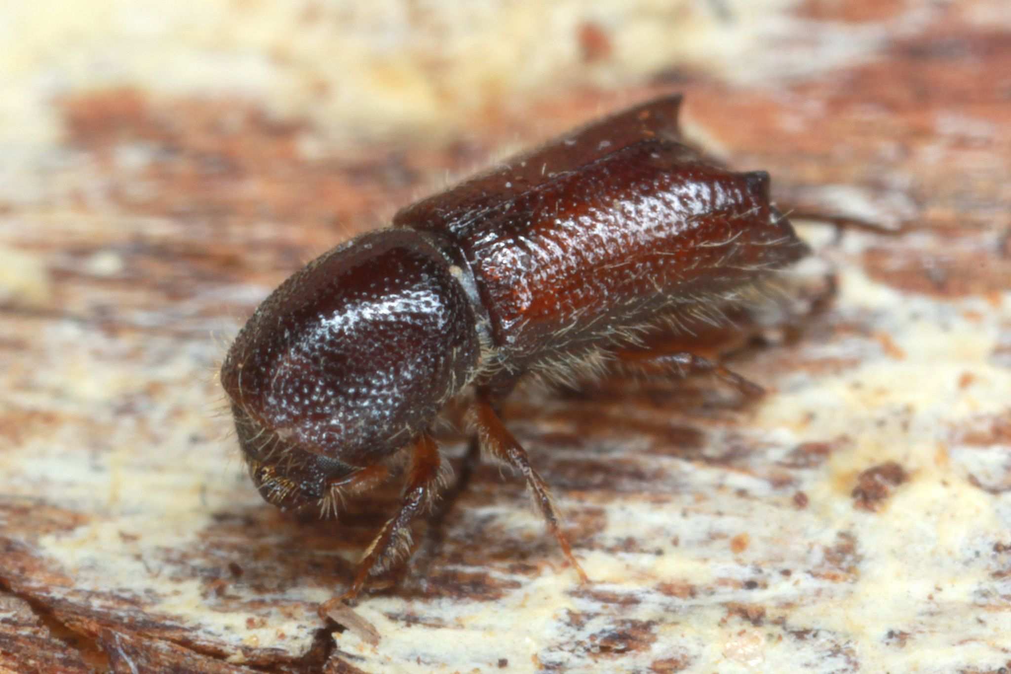 Xylocleptes