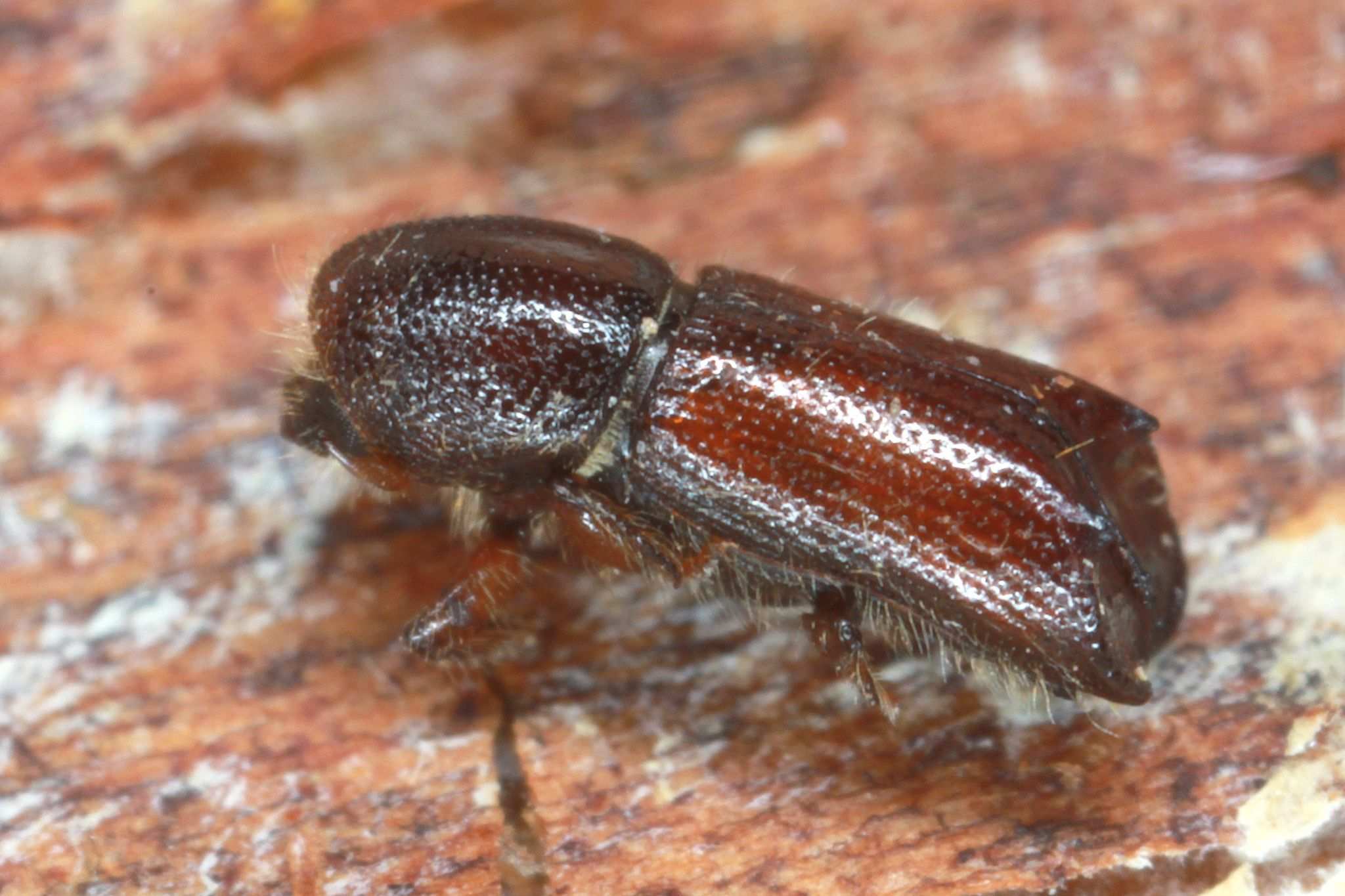 Xylocleptes
