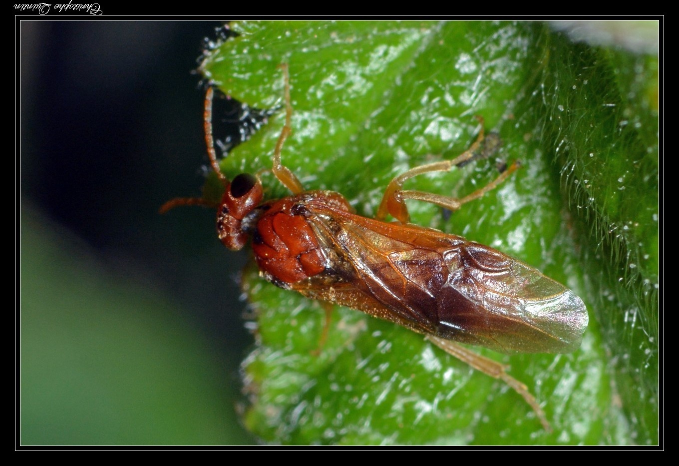 Hoplocampa flava