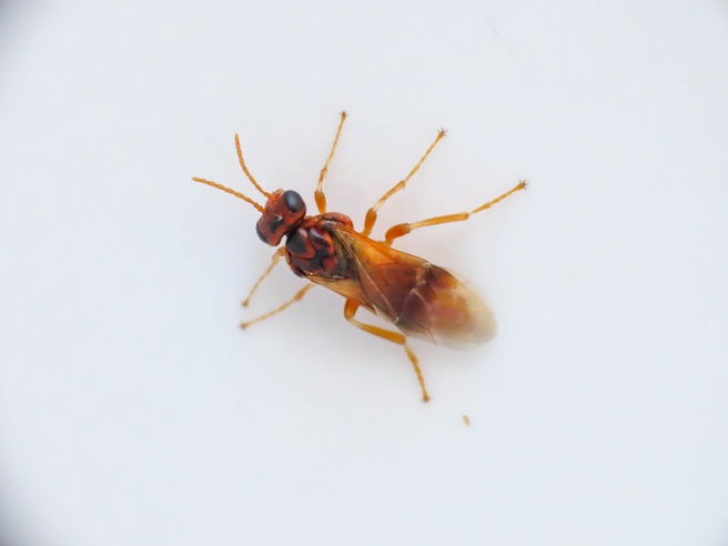 Hoplocampa flava
