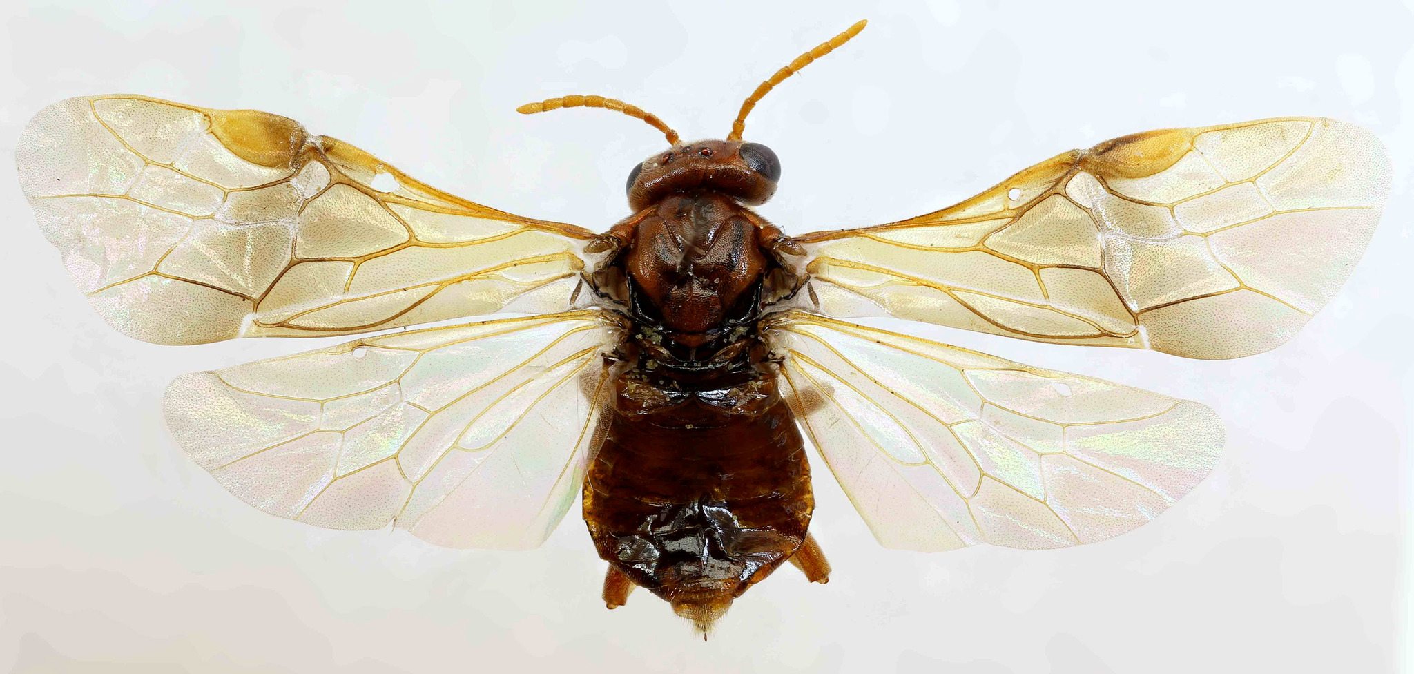 Hoplocampa flava
