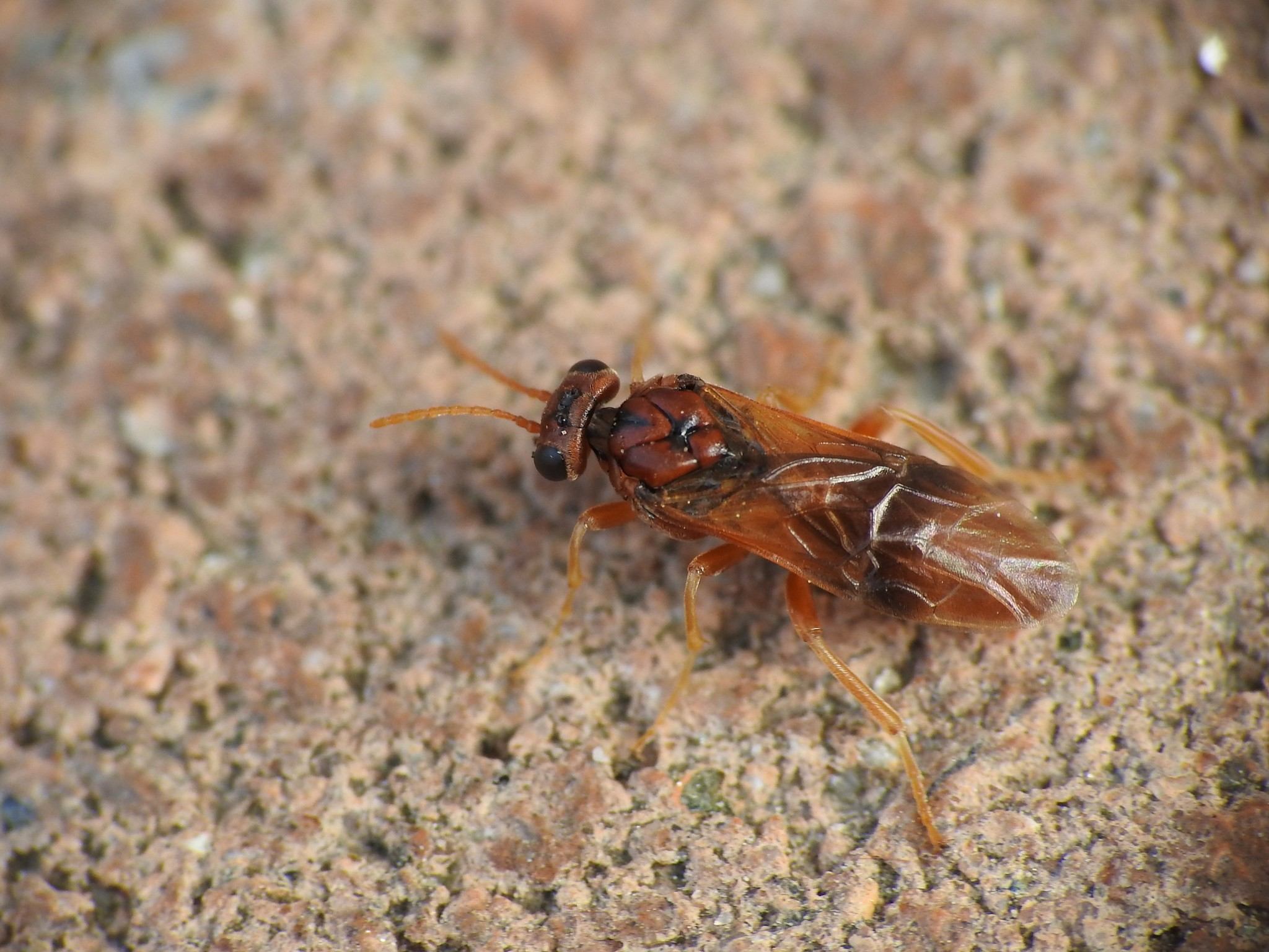 Hoplocampa flava