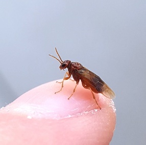 Hoplocampa flava