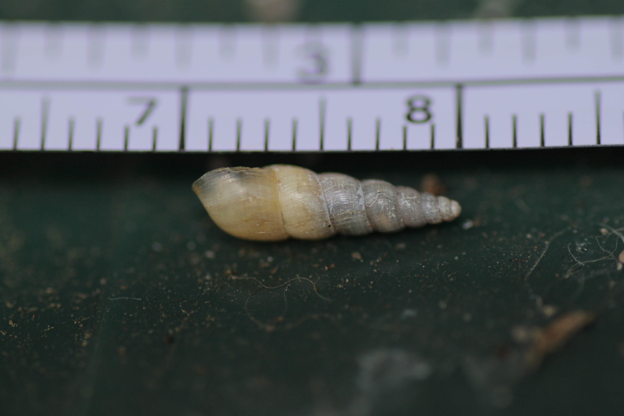 Lamellaxis
