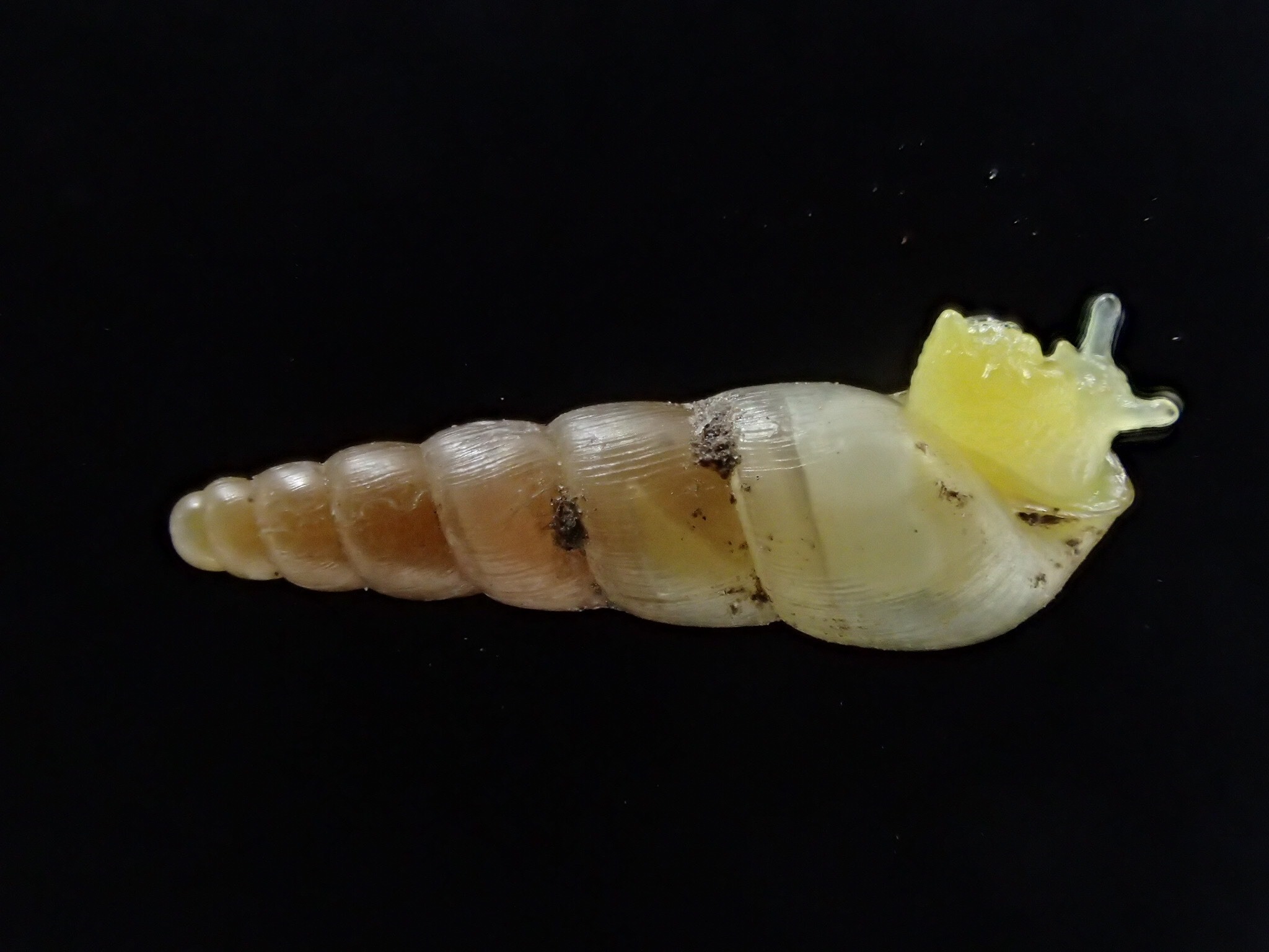 Lamellaxis