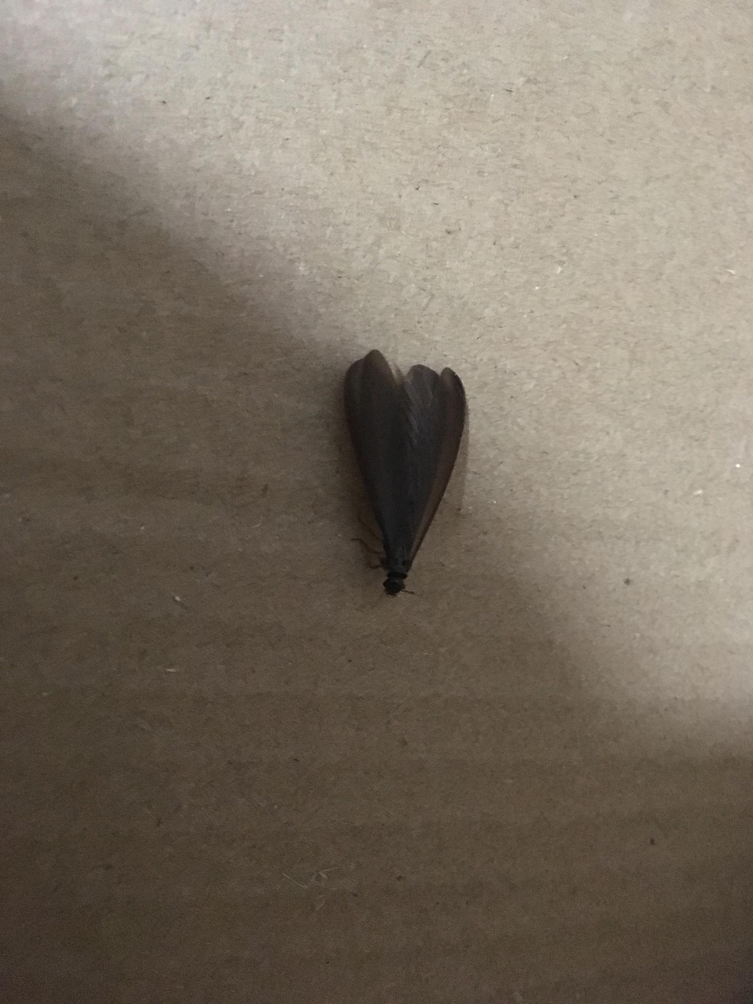 Odontotermes formosanus