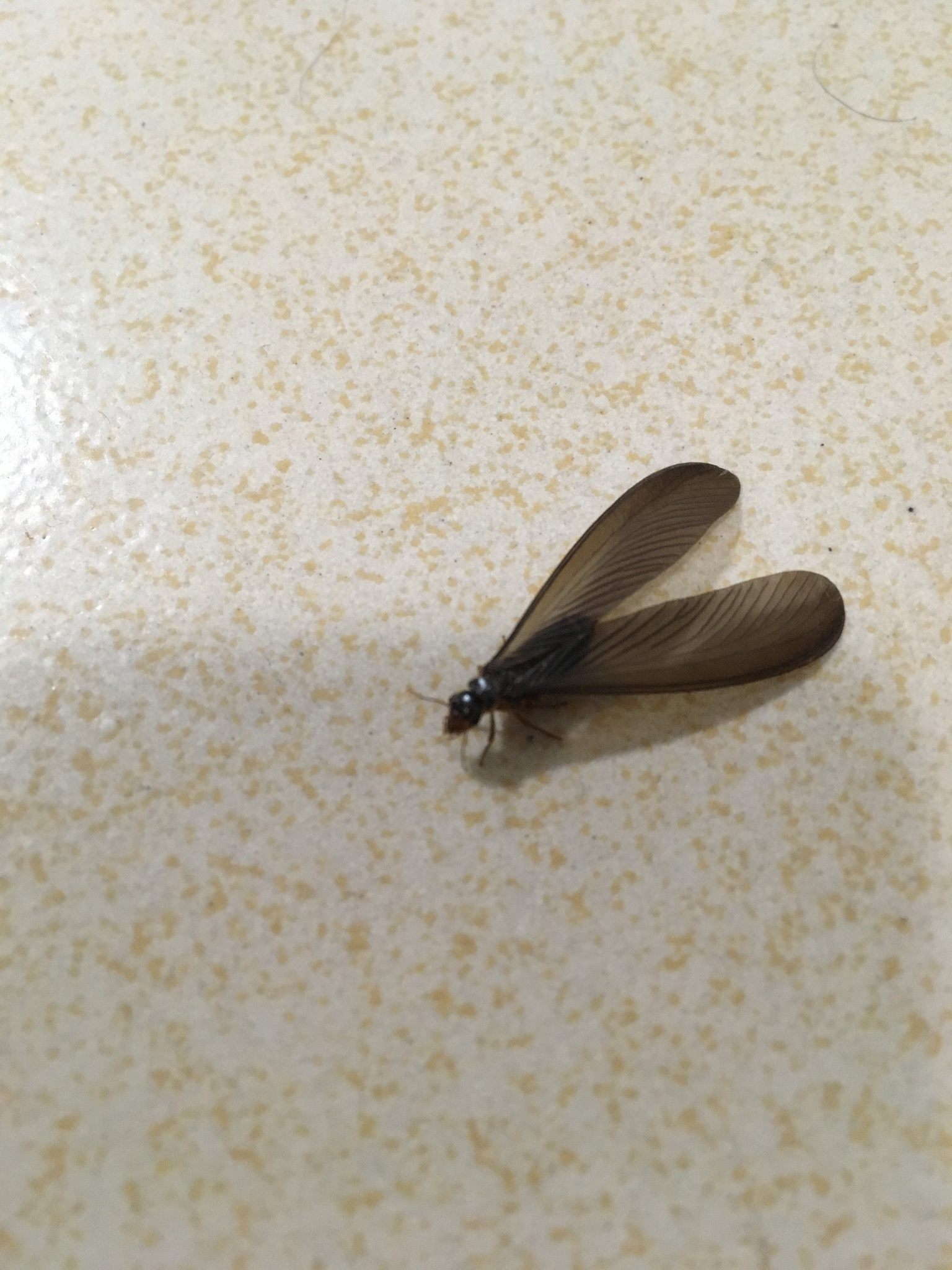 Odontotermes formosanus
