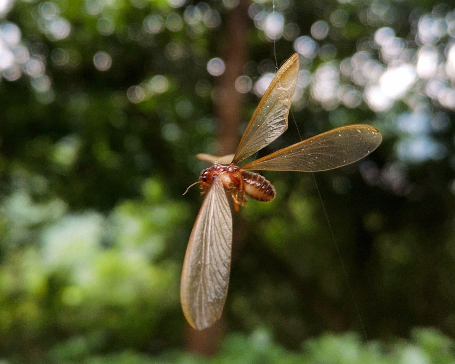 Odontotermes formosanus