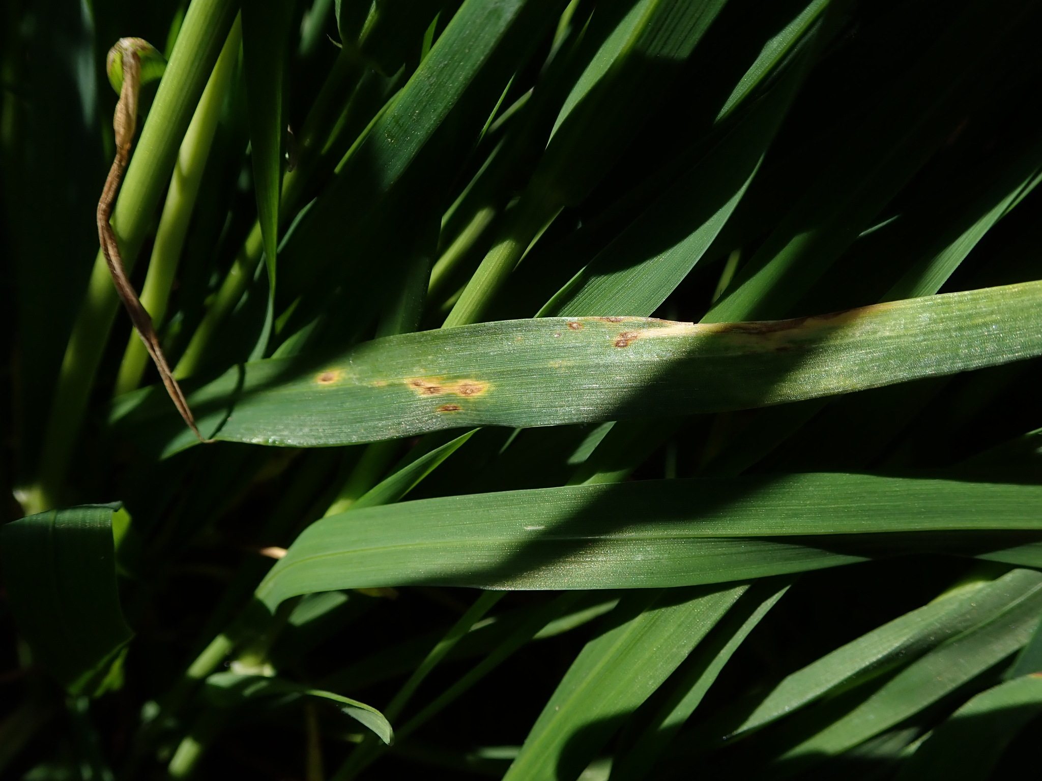 Pyrenophora tritici-repentis
