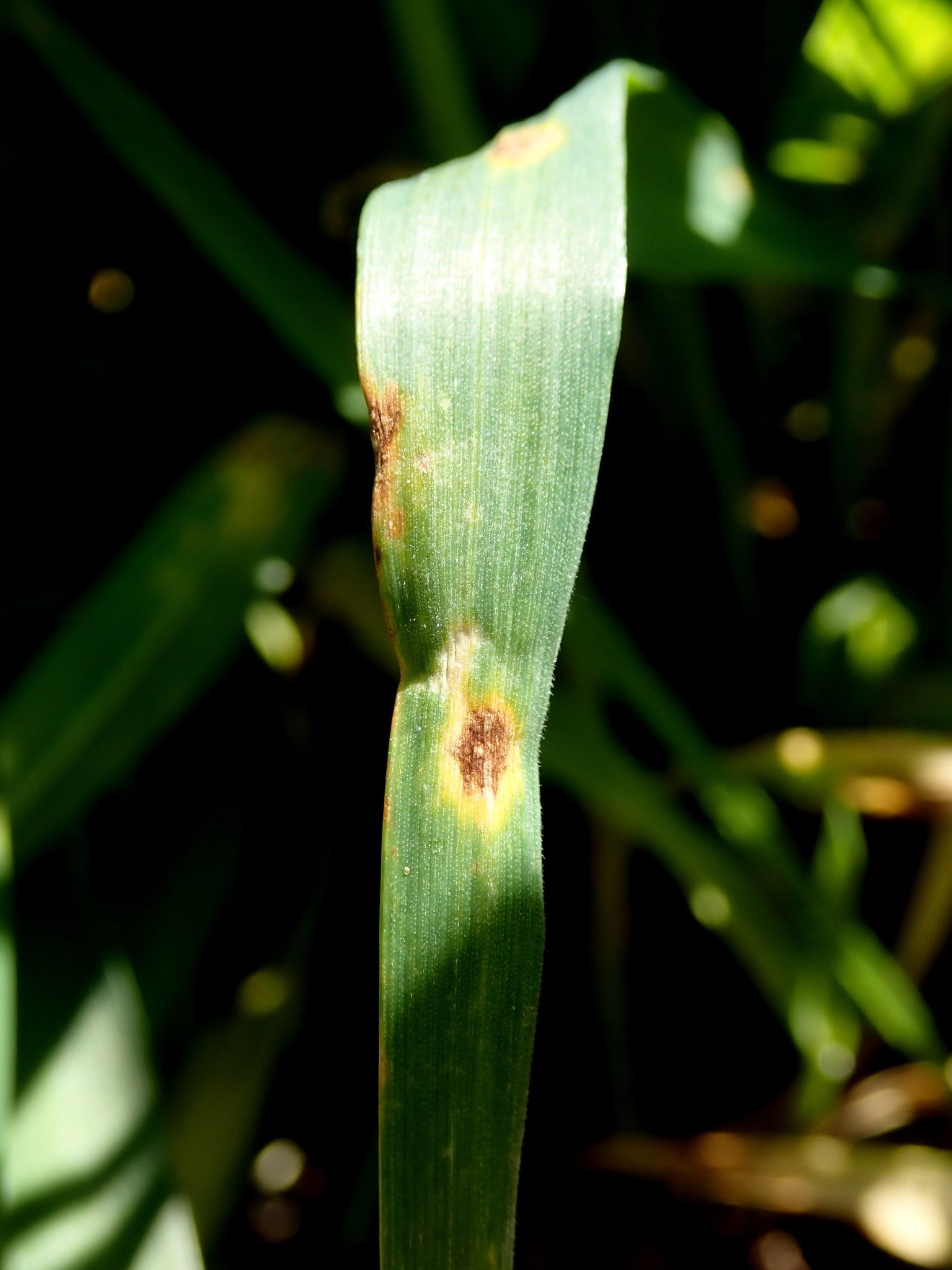 Pyrenophora tritici-repentis