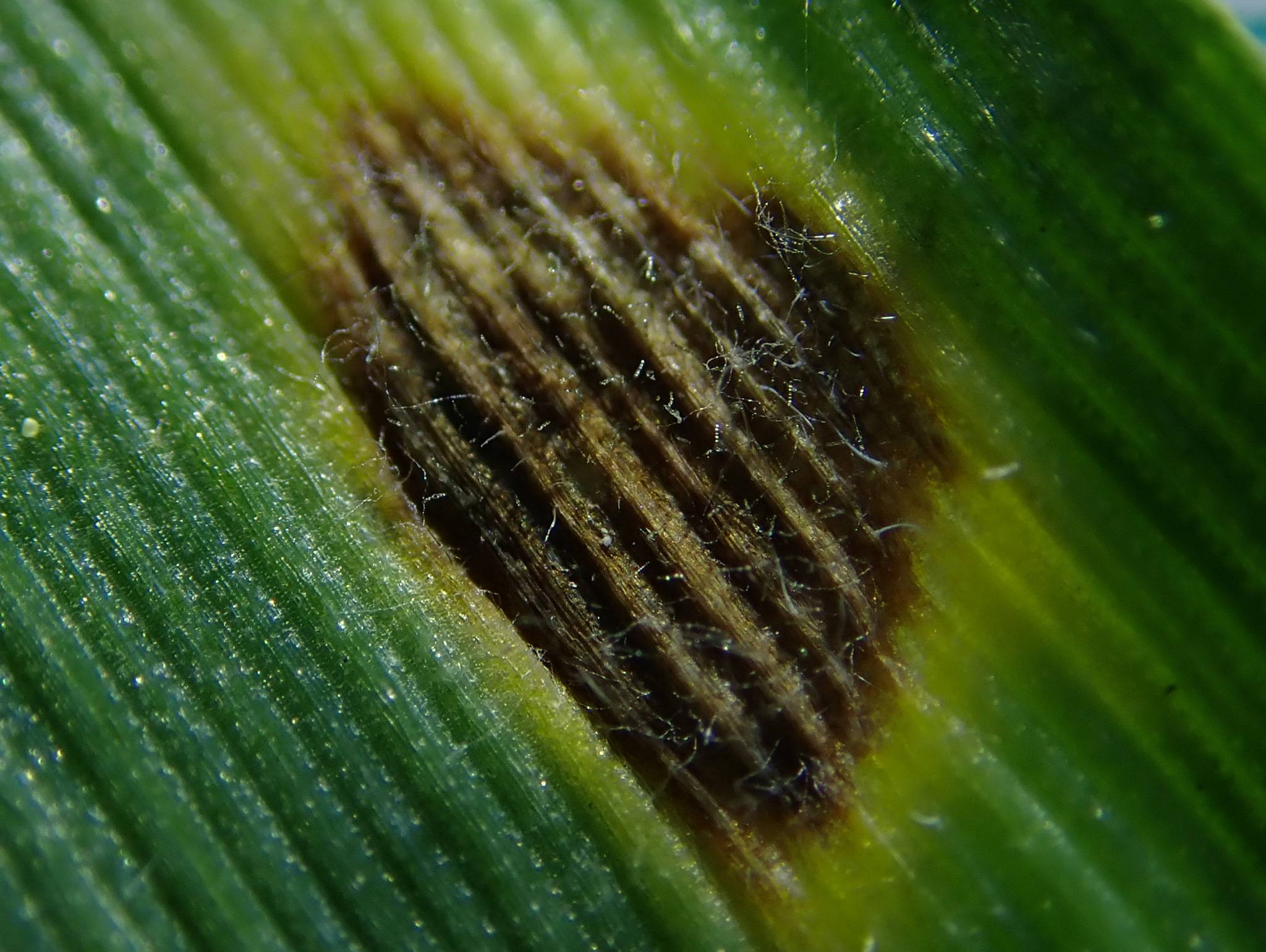 Pyrenophora tritici-repentis