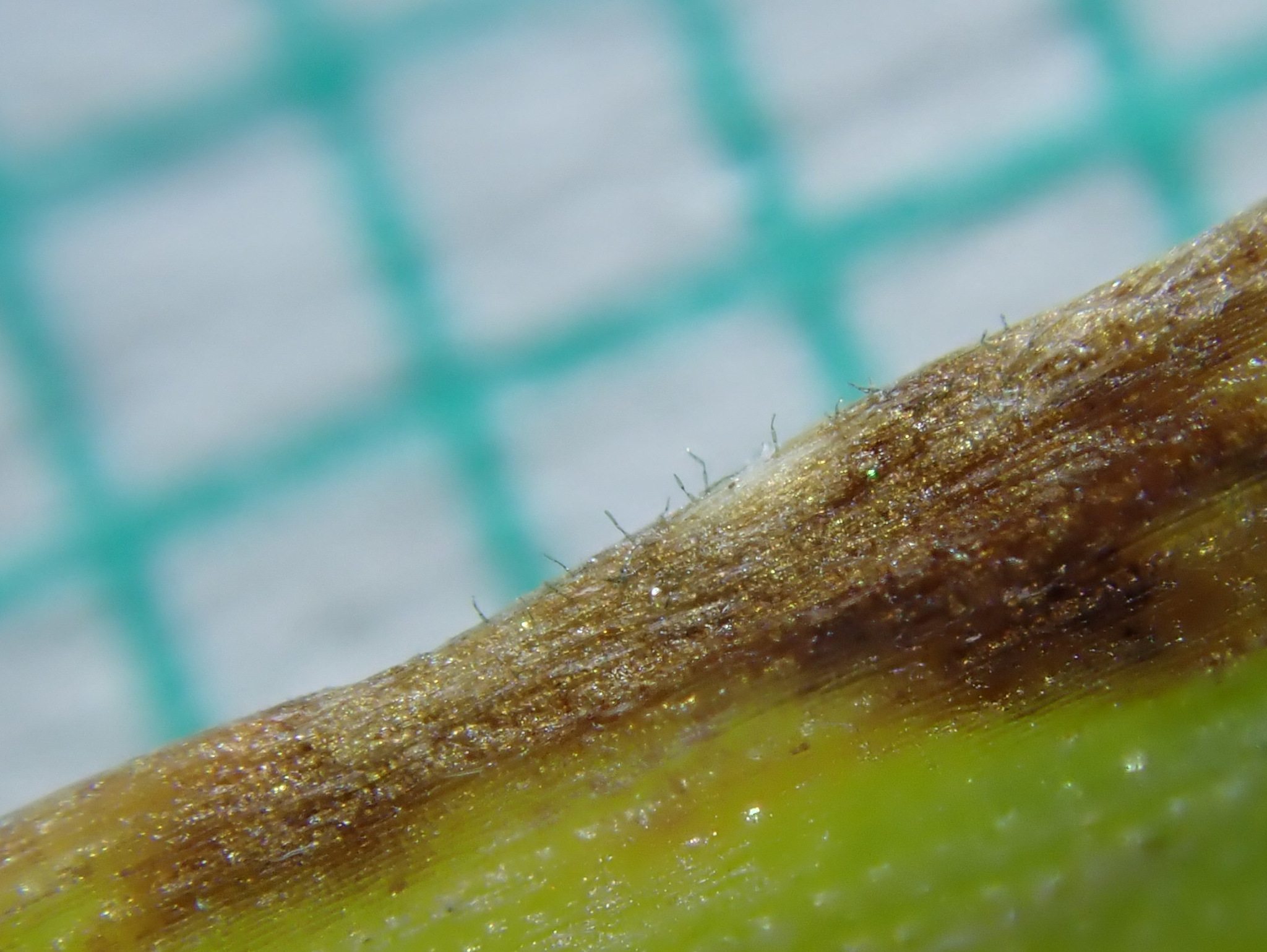 Pyrenophora tritici-repentis