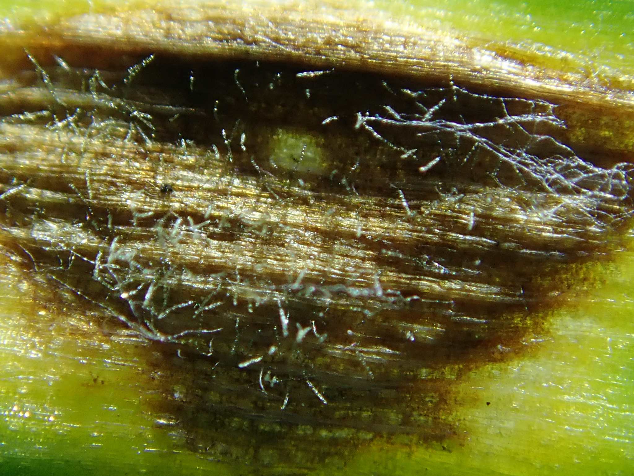 Pyrenophora tritici-repentis
