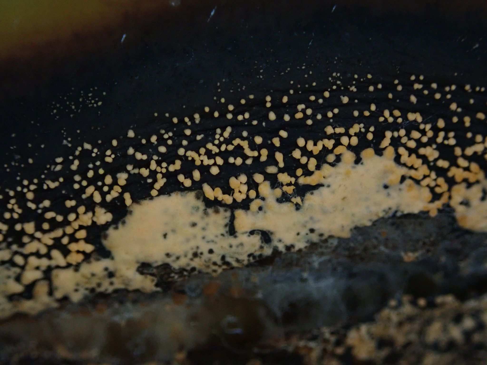 Colletotrichum musae