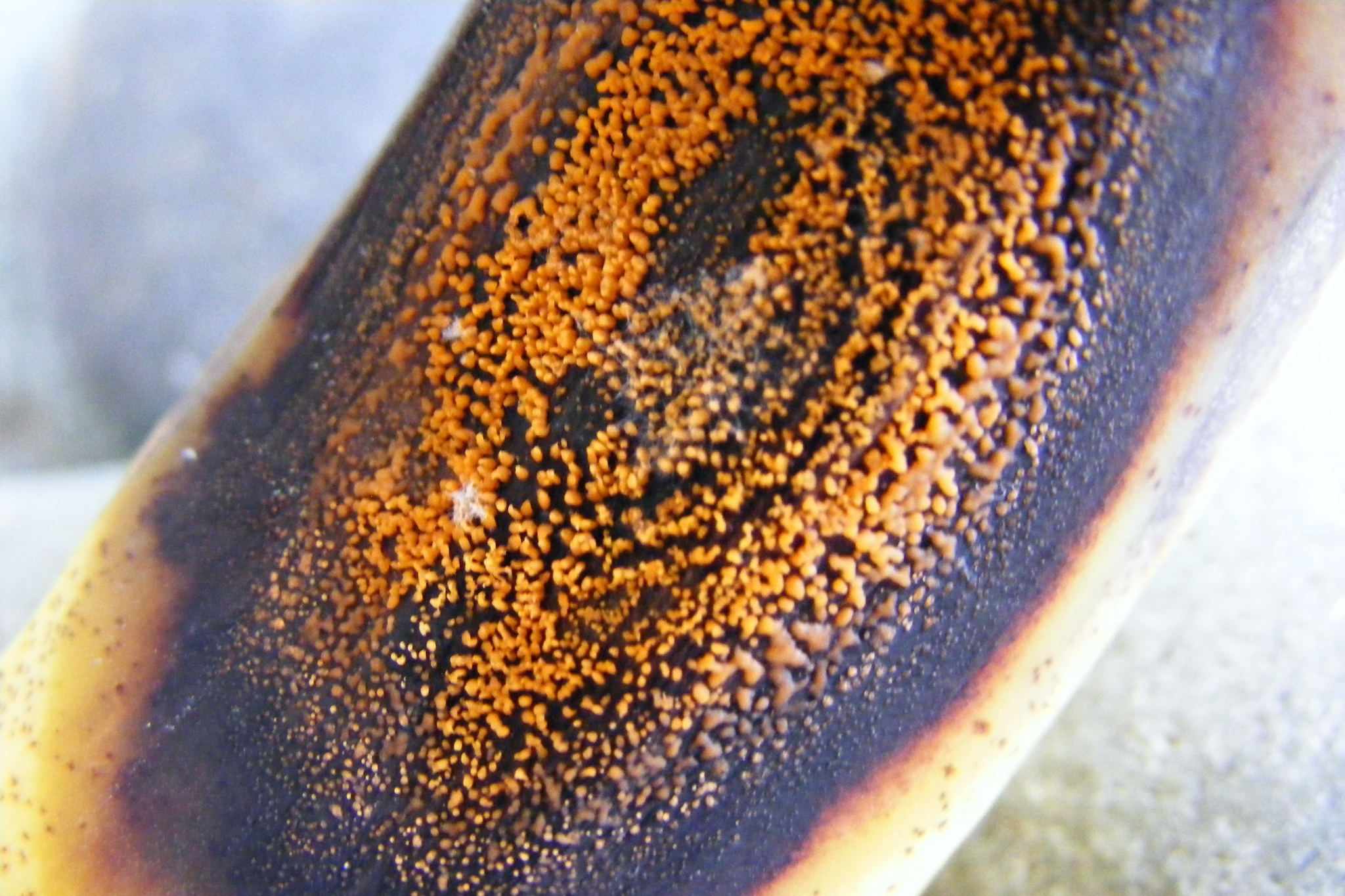 Colletotrichum musae