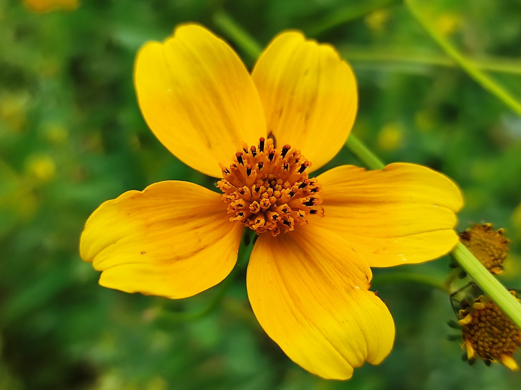 Bidens aurea