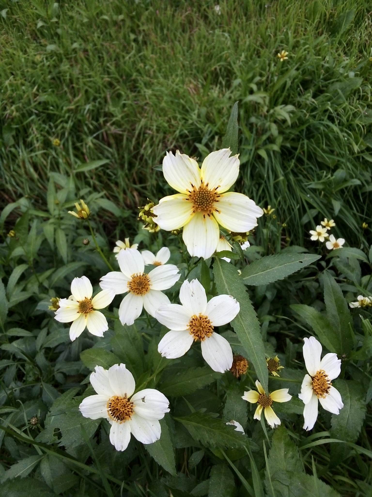 Bidens aurea