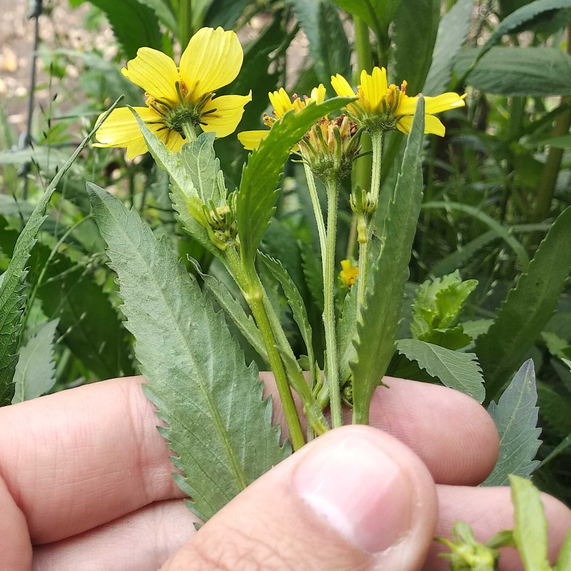 Bidens aurea