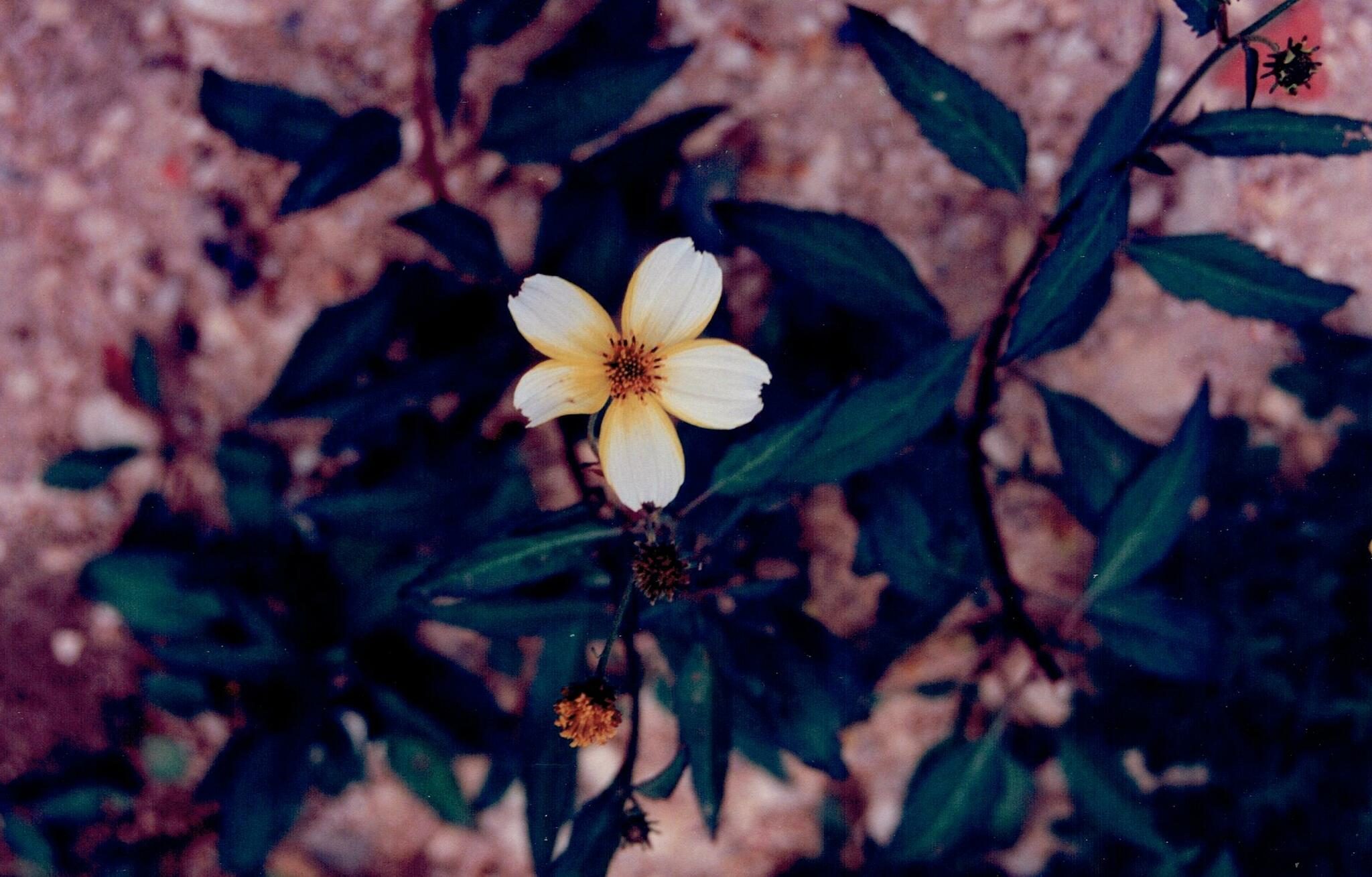 Bidens aurea