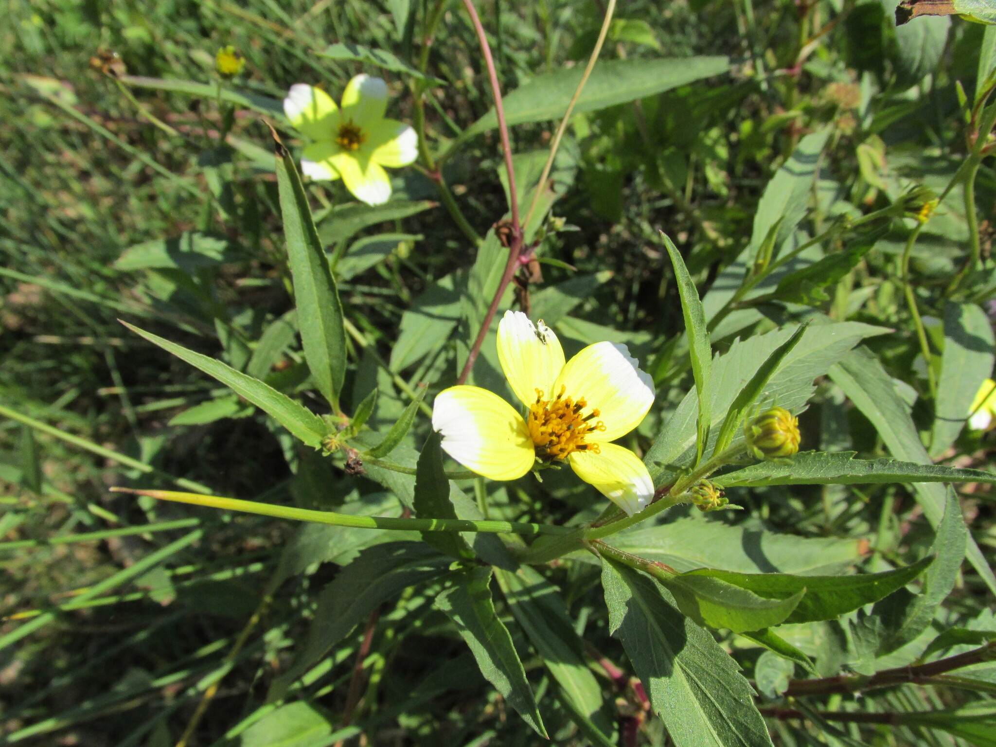 Bidens aurea