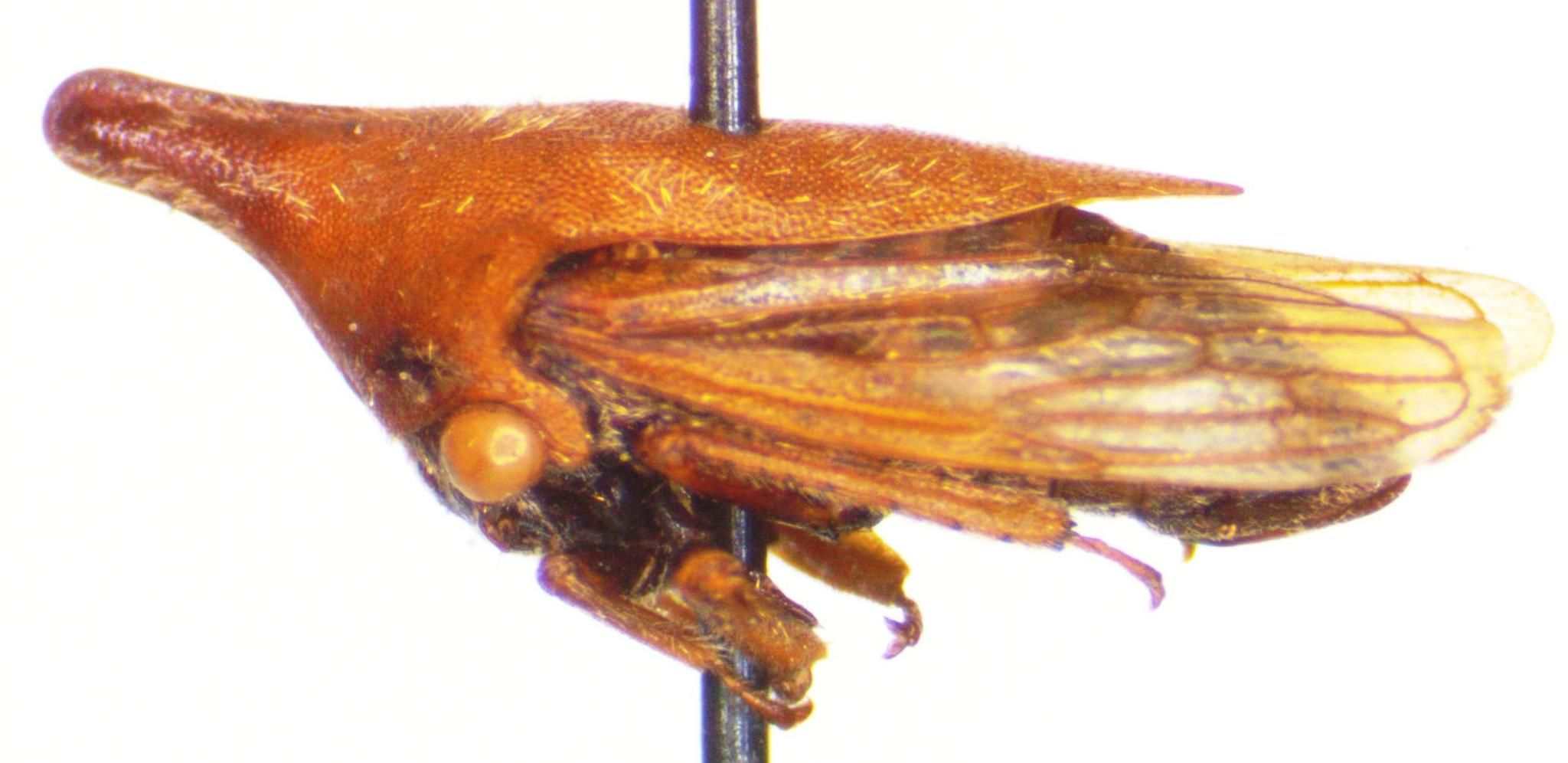 Guayaquila pallescens