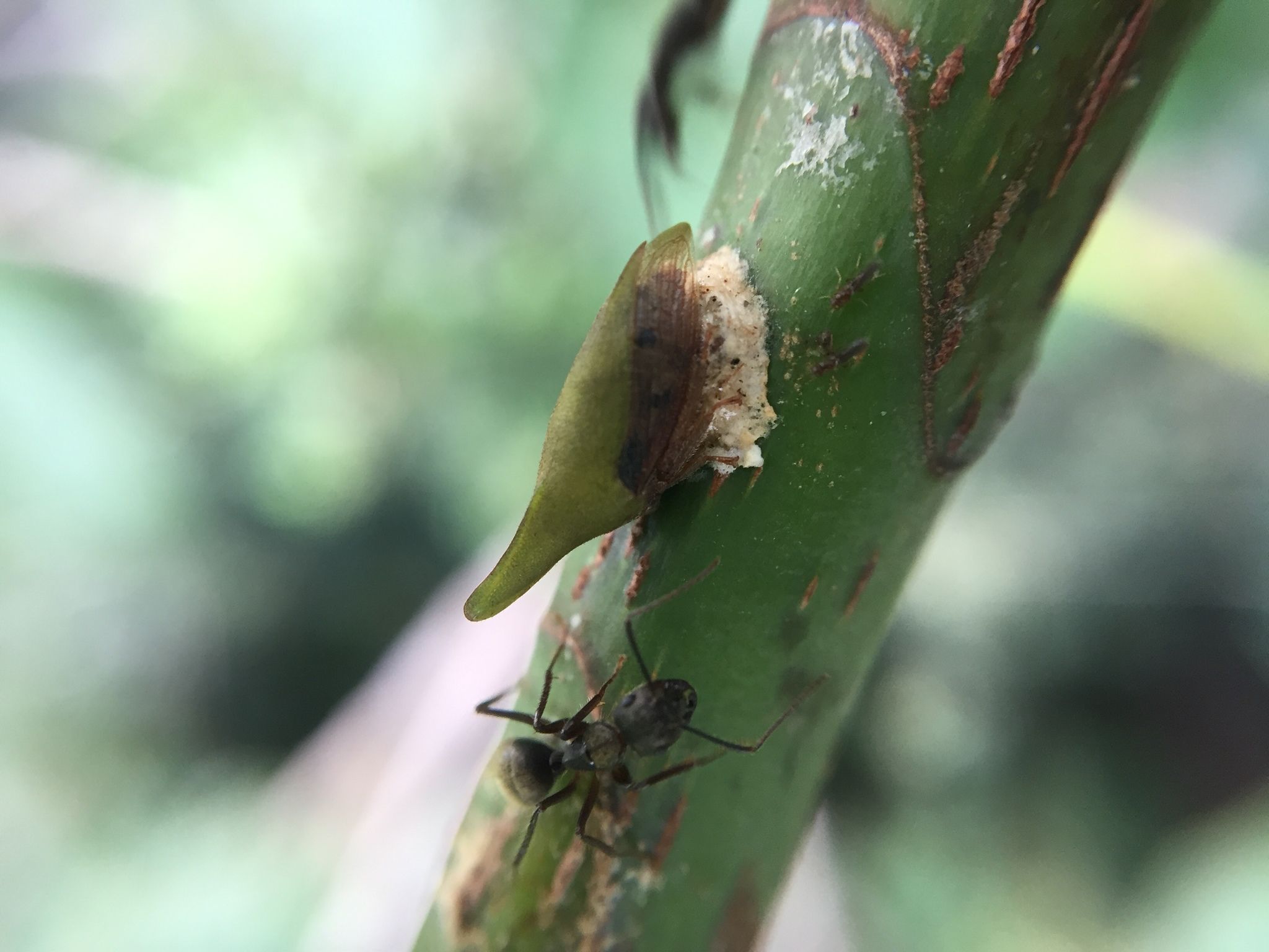 Guayaquila pallescens