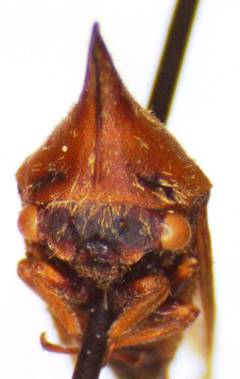 Guayaquila pallescens