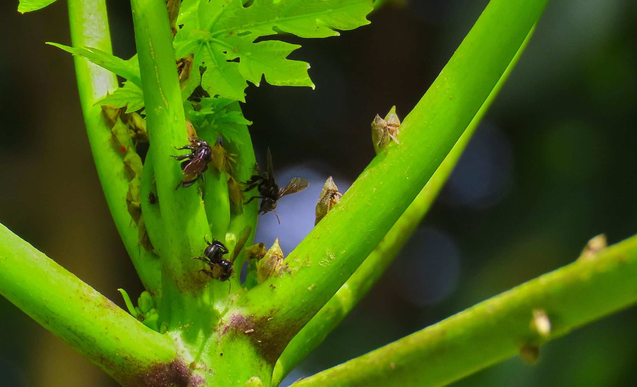 Guayaquila pallescens