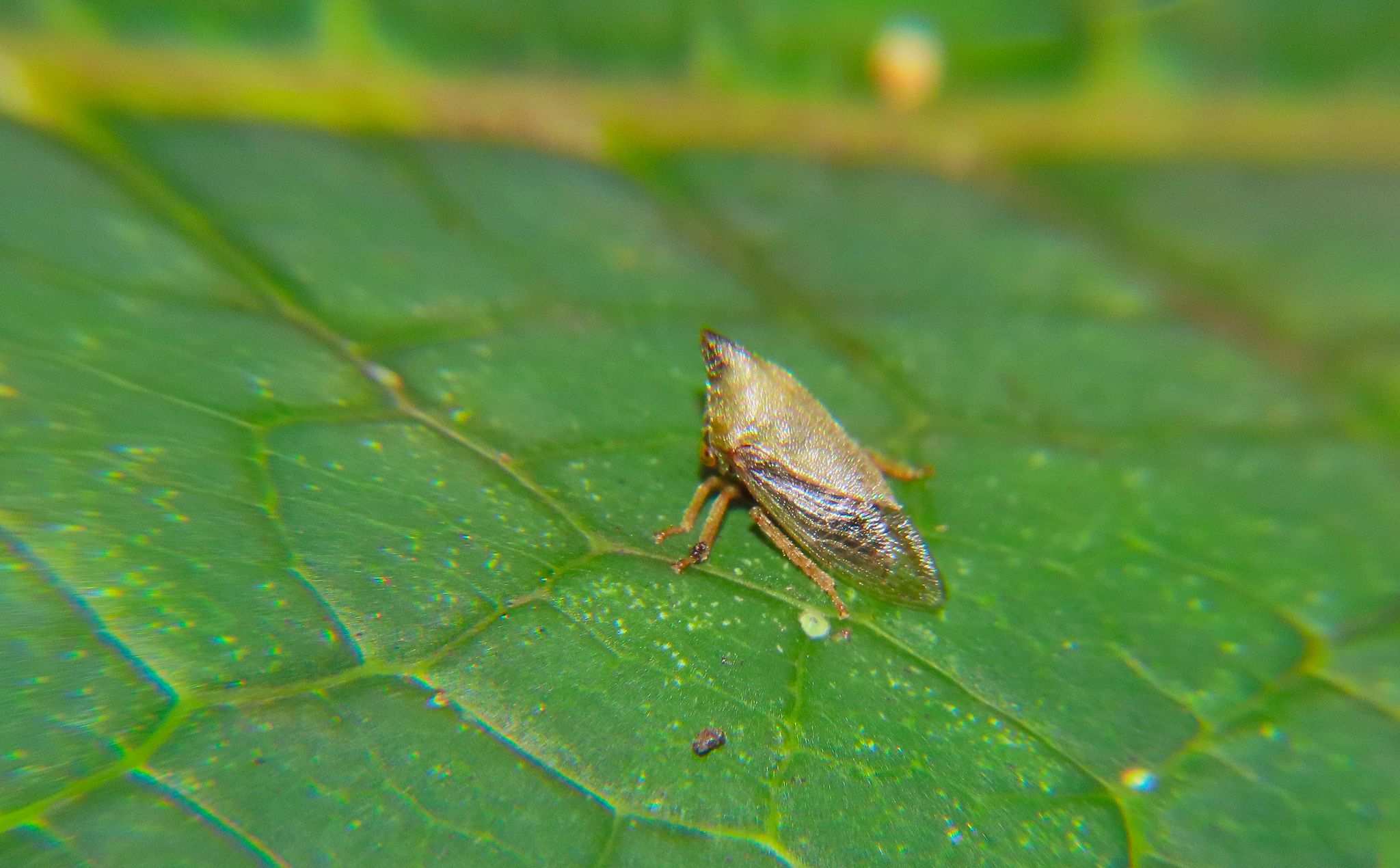 Guayaquila pallescens