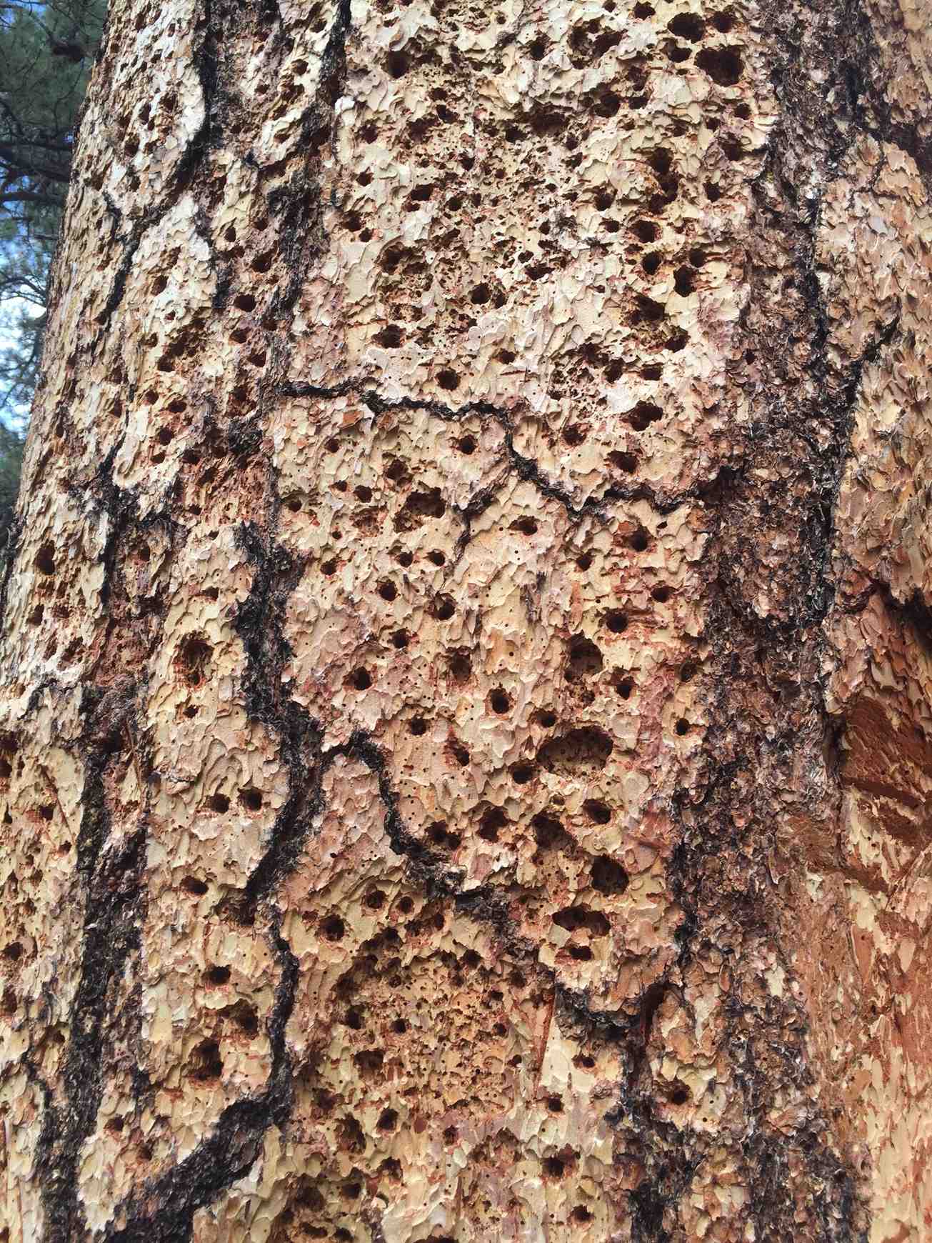Dendroctonus brevicomis